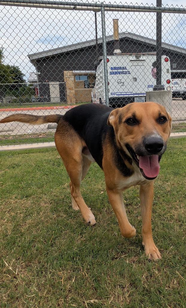 Enlarge Julias, a Adoptable German Shepherd Dog in Seguin, TX image 3/3