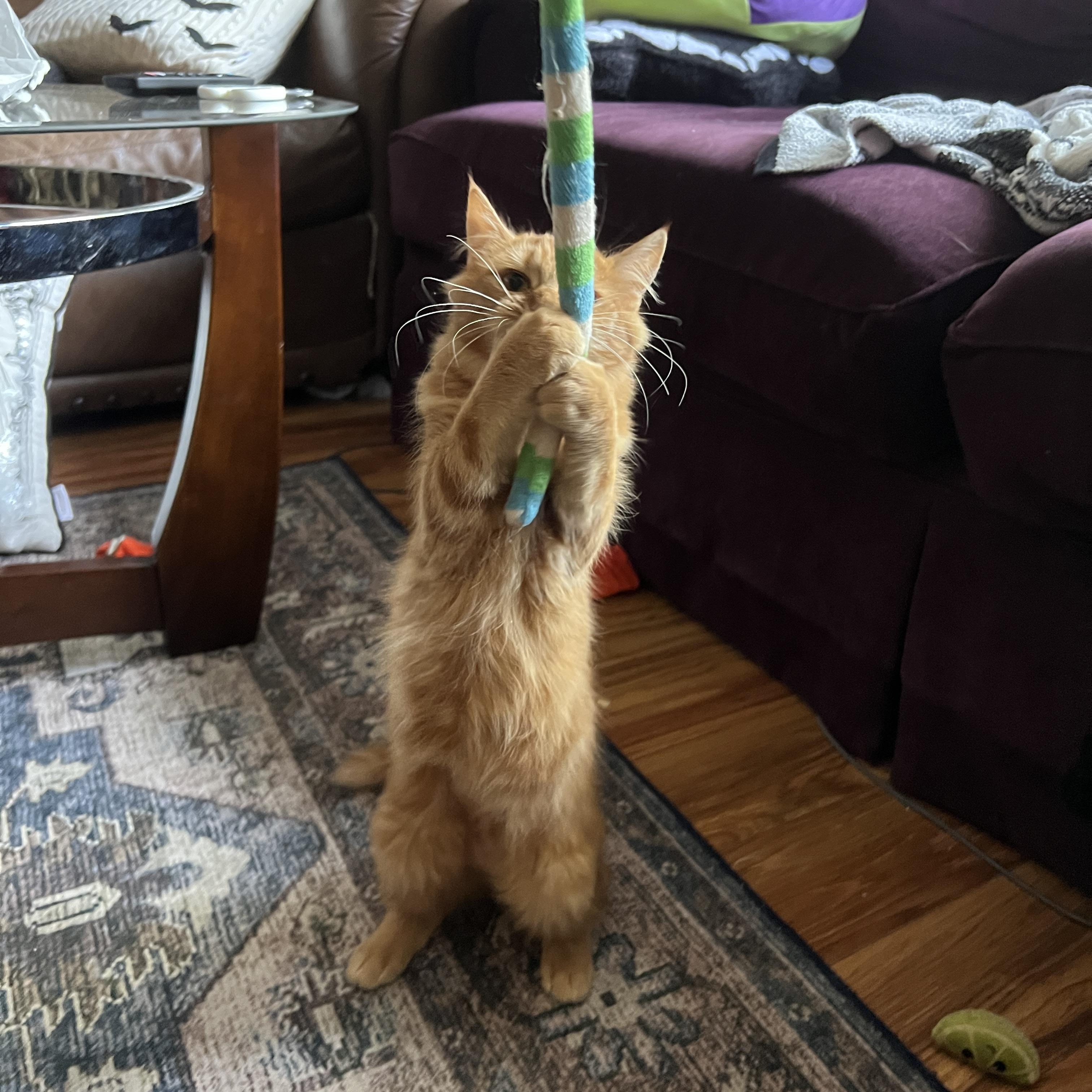 Enlarge Supreme Leader, a Adoptable Domestic Medium Hair in Pittsburgh, PA image 2/4