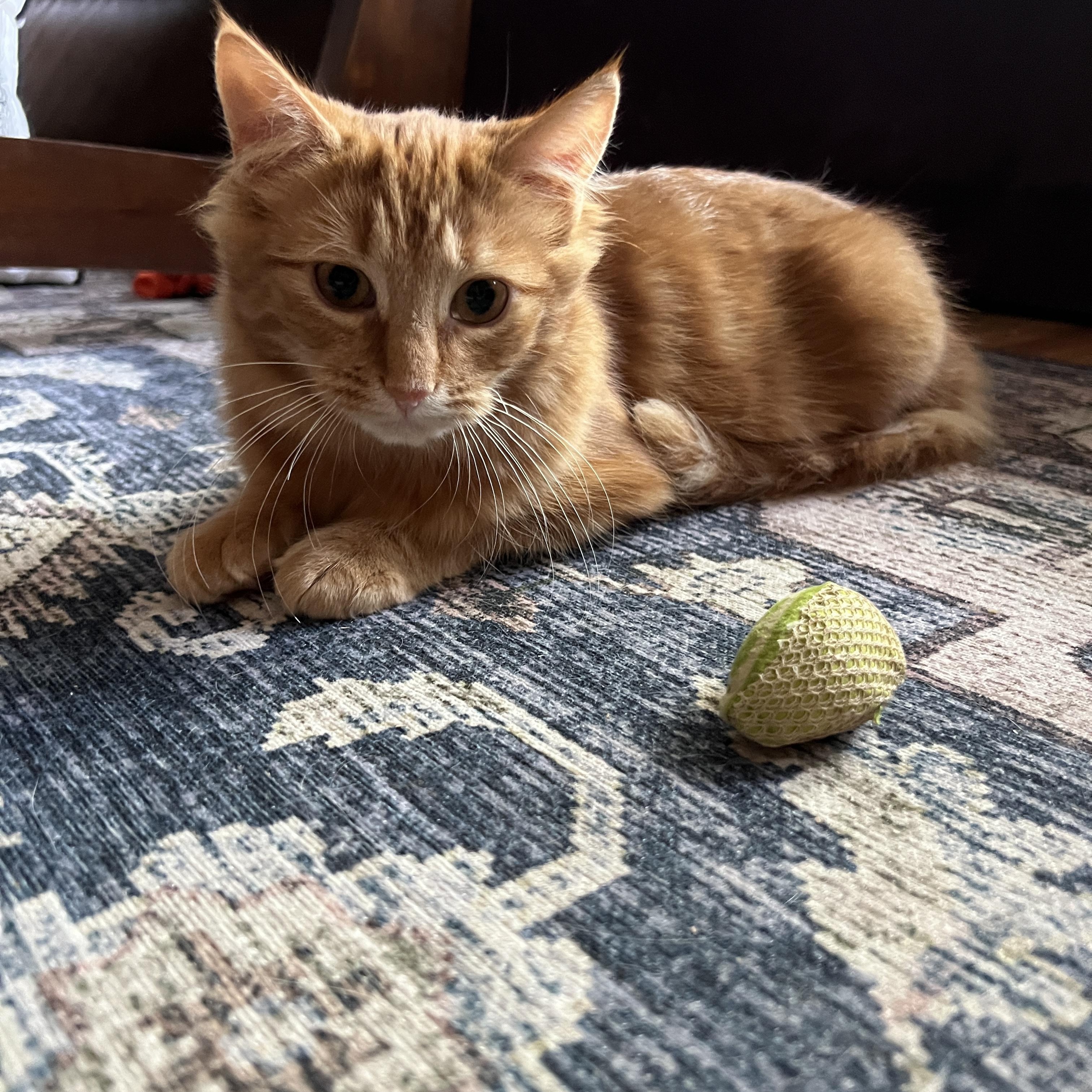 Enlarge Supreme Leader, a Adoptable Domestic Medium Hair in Pittsburgh, PA image 1/4