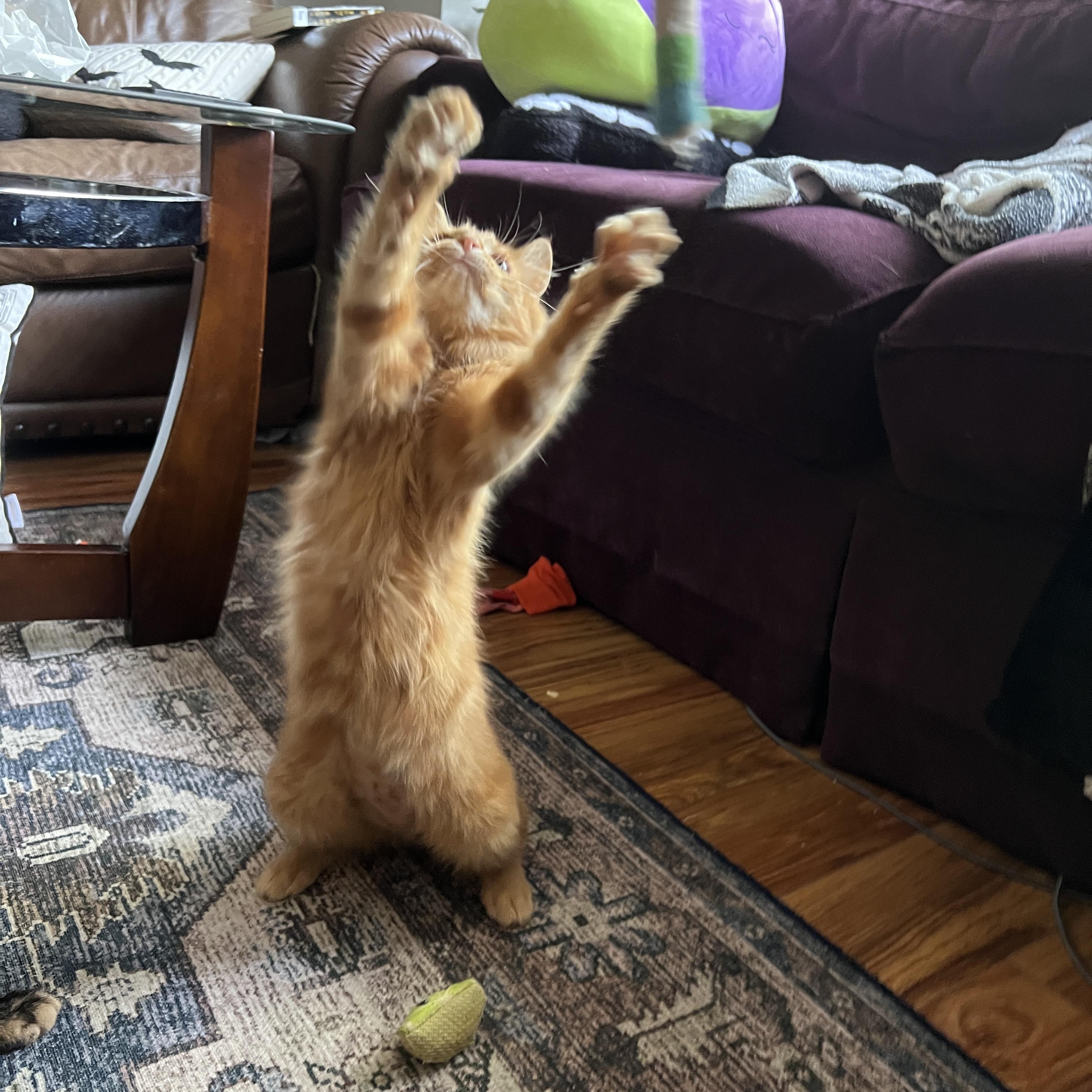 Enlarge Supreme Leader, a Adoptable Domestic Medium Hair in Pittsburgh, PA image 4/4