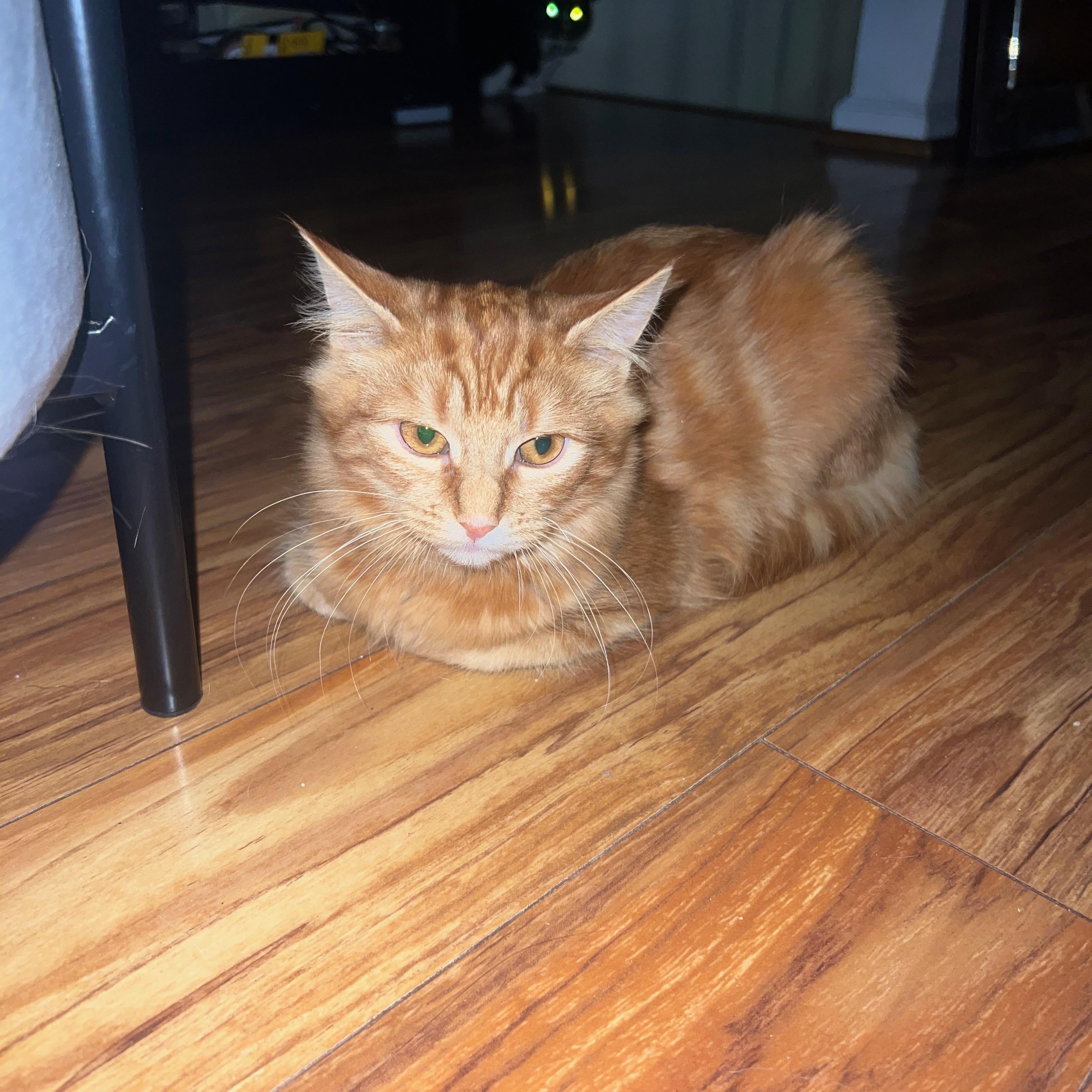 Enlarge Supreme Leader, a Adoptable Domestic Medium Hair in Pittsburgh, PA image 3/4