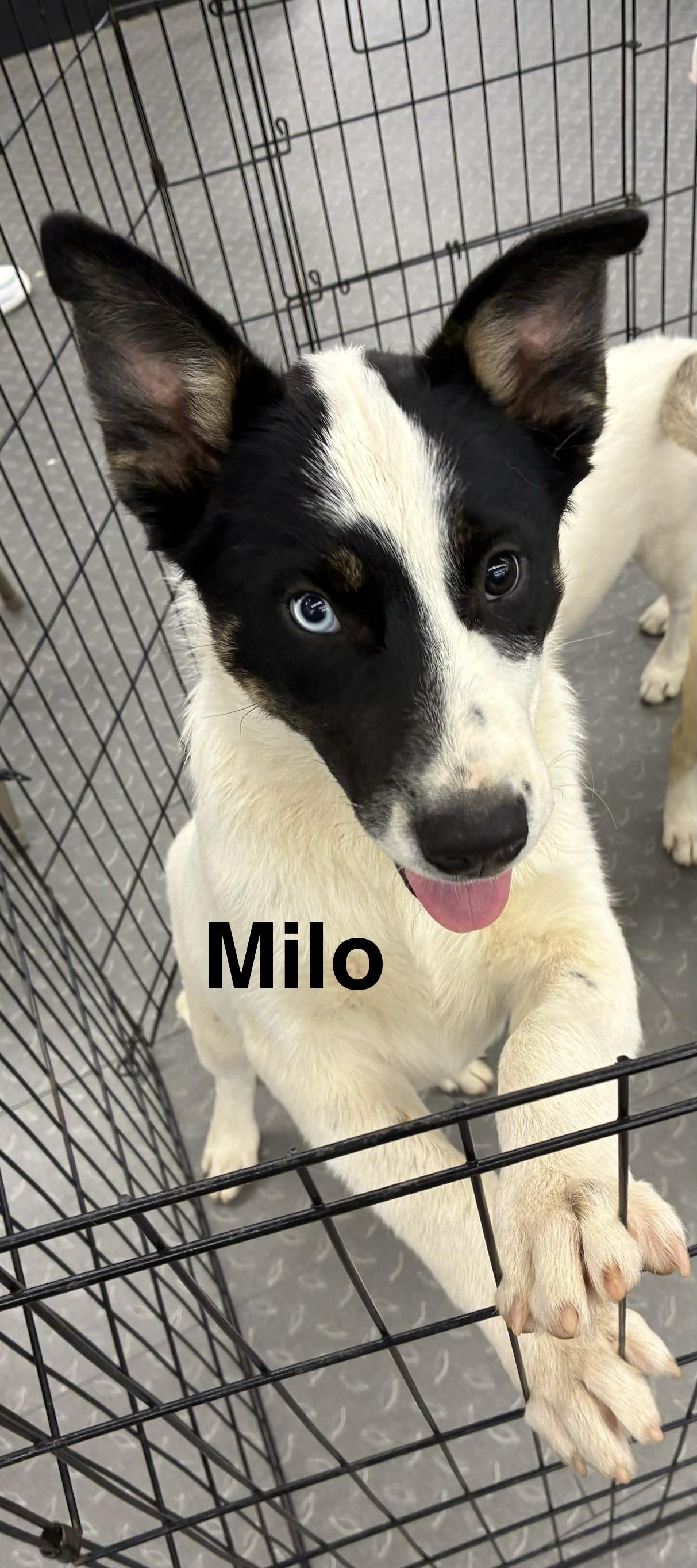 Milo, a Adoptable mixed breed in Scranton, PA image 3/5