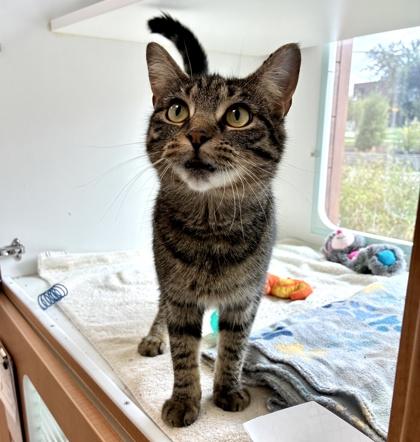 Claire, Adoptable, Adult Female Domestic Short Hair & Domestic Short Hair.