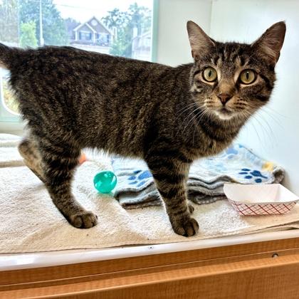 Enlarge Claire, a Adoptable mixed breed in Wheaton, IL image 3/3