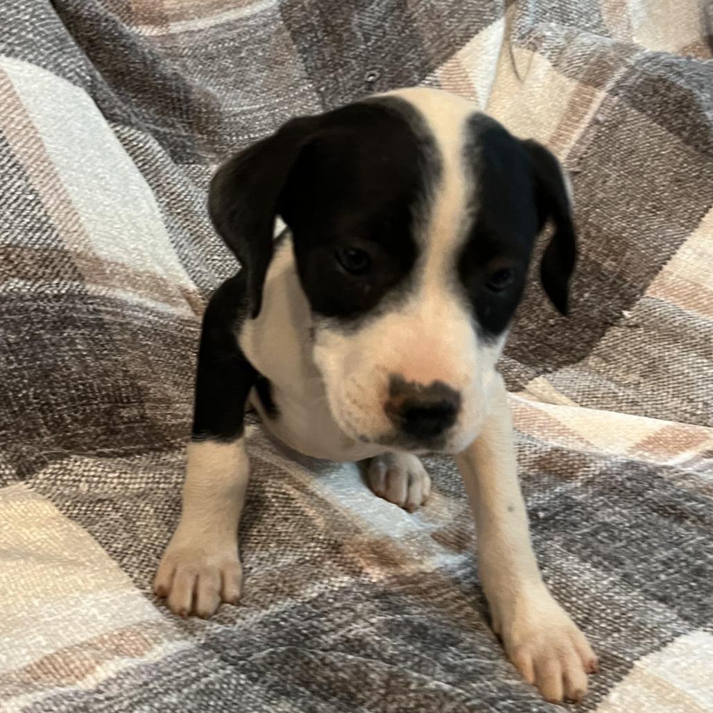 Jasper(Gemstones Litter), Adoptable, Young Male Boxer & Feist.