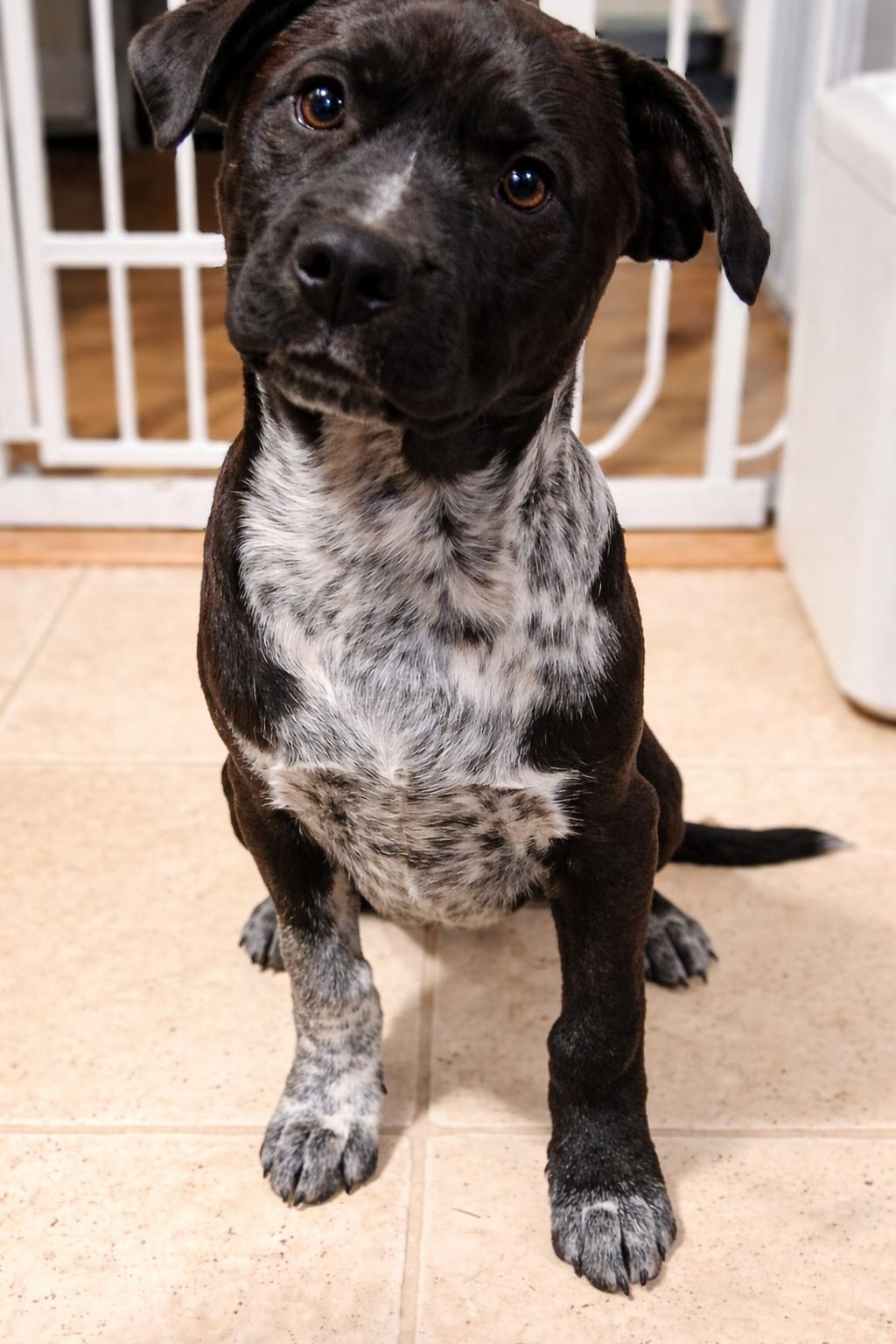 Teddy Bear, an adopted Mixed Breed in Kenosha, WI image 2/3