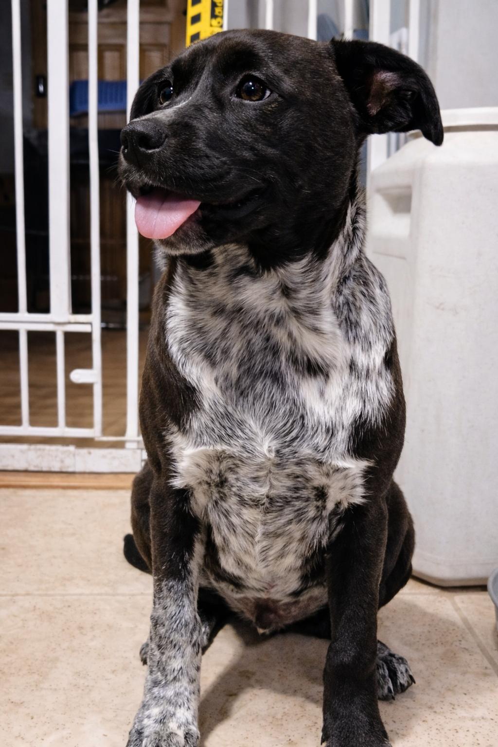 Teddy Bear, adopted, Puppy Male Mixed Breed.