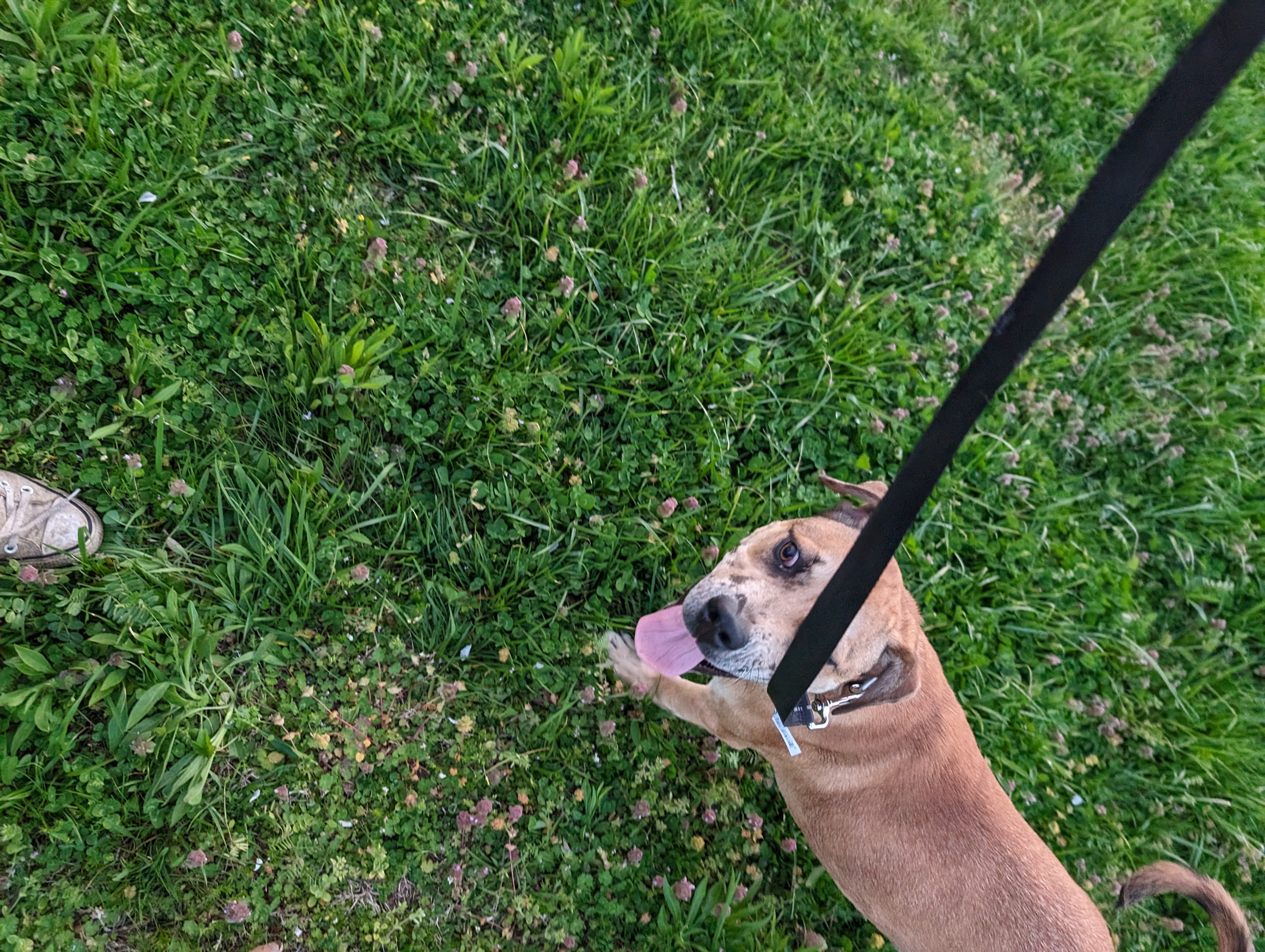 Noah (NO ADOPTION FEE Home, Foster or Rescue Needed ASAP), a Adoptable mixed breed in Guntersville, AL image 2/5