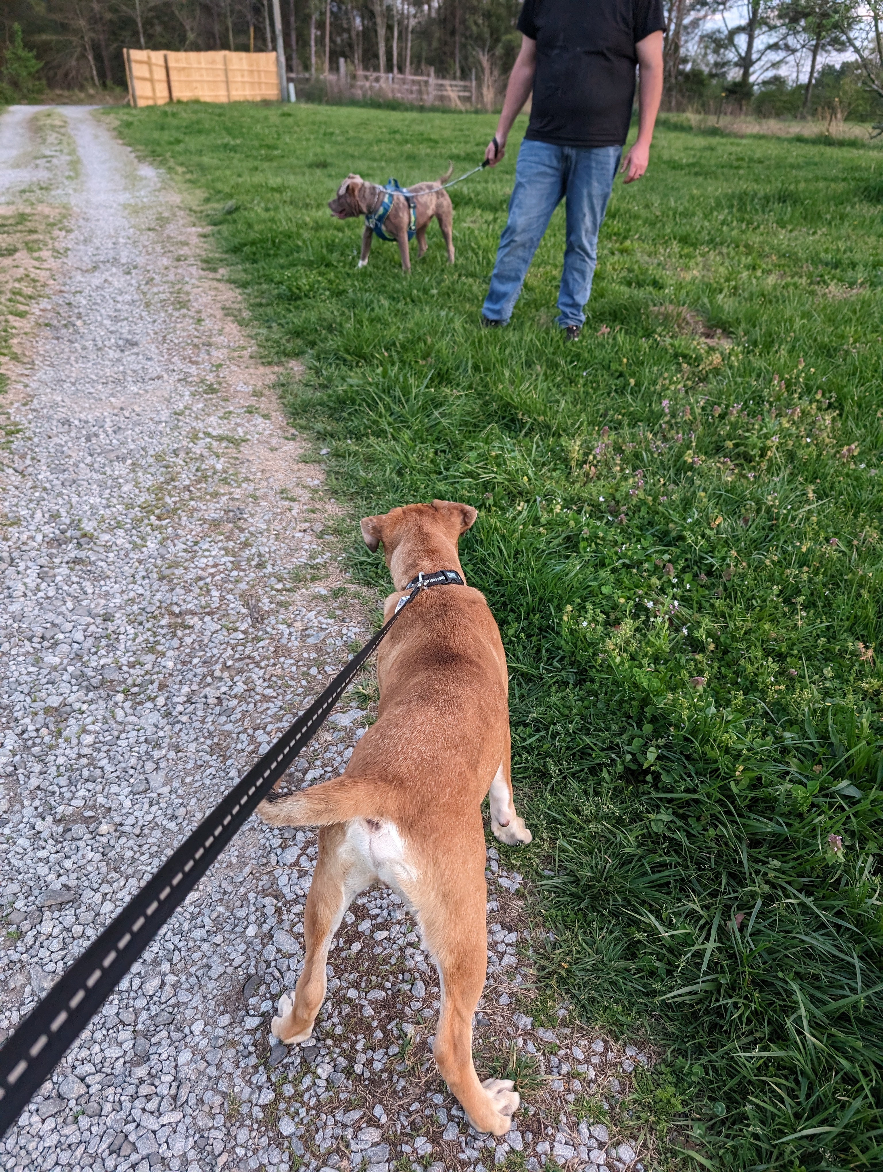 Noah (NO ADOPTION FEE Home, Foster or Rescue Needed ASAP), a Adoptable mixed breed in Guntersville, AL image 3/5