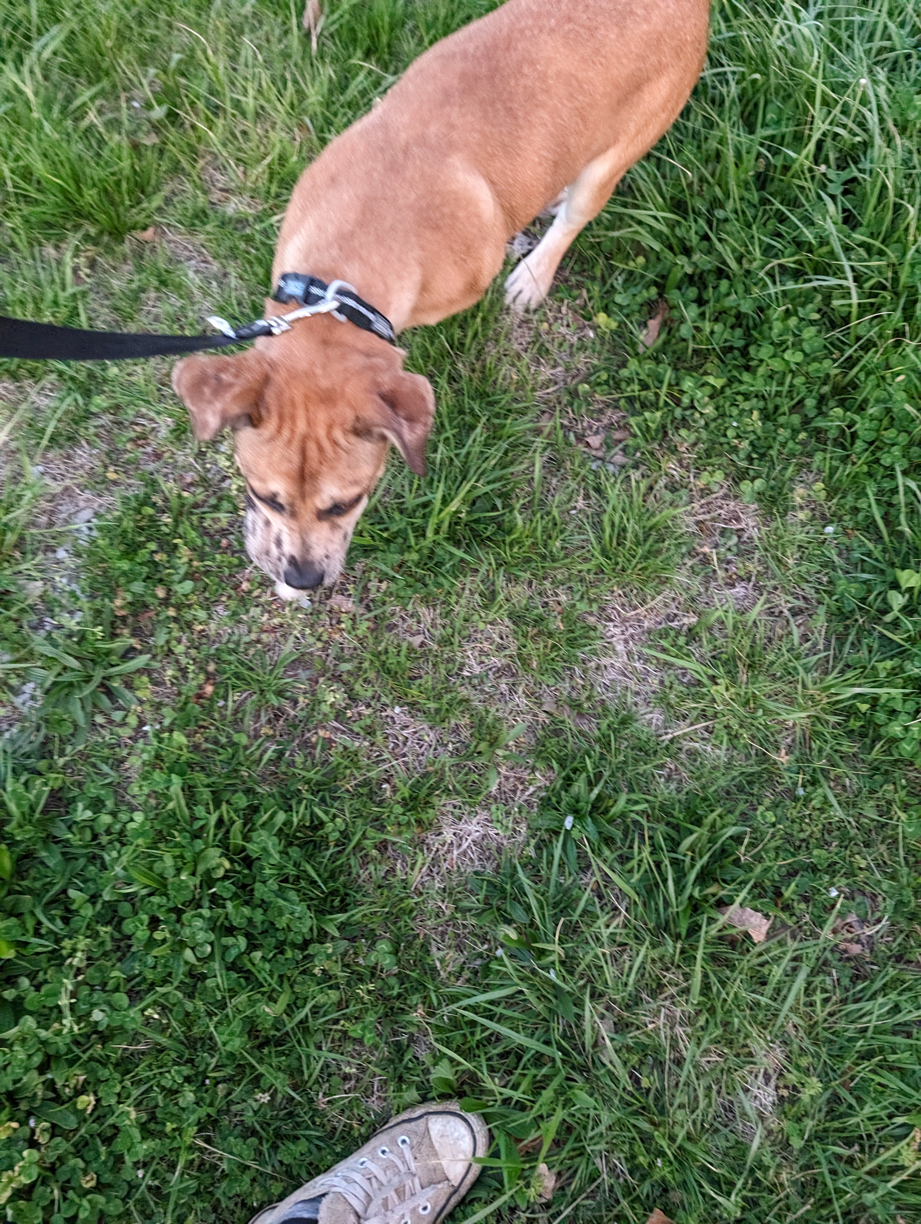 Noah (NO ADOPTION FEE Home, Foster or Rescue Needed ASAP), a Adoptable mixed breed in Guntersville, AL image 4/5