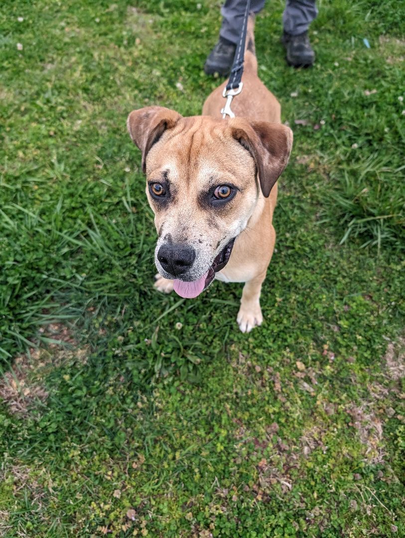 Noah (NO ADOPTION FEE Home, Foster or Rescue Needed ASAP), a Adoptable mixed breed in Guntersville, AL image 1/5