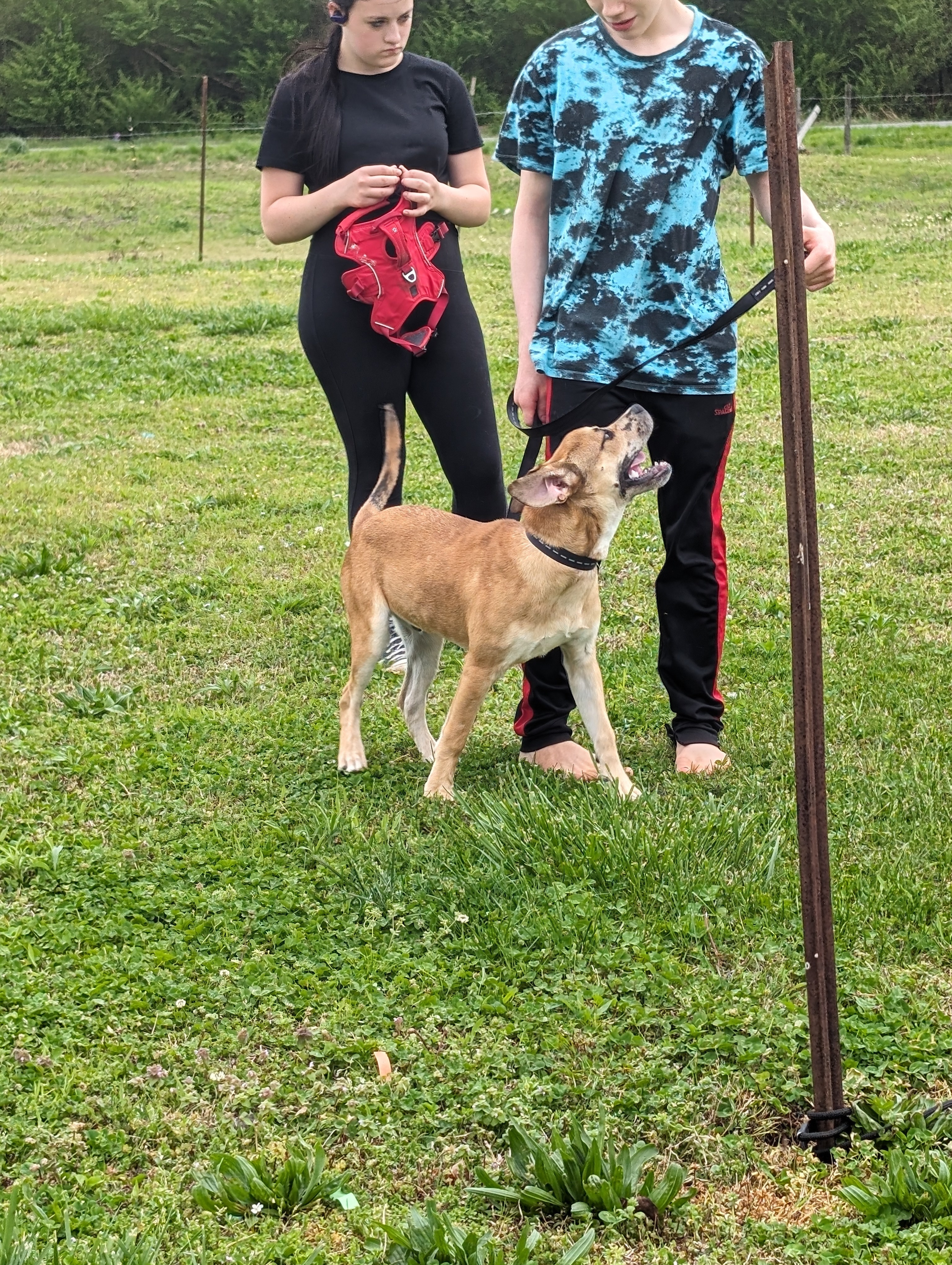 Noah (NO ADOPTION FEE Home, Foster or Rescue Needed ASAP), a Adoptable mixed breed in Guntersville, AL image 5/5