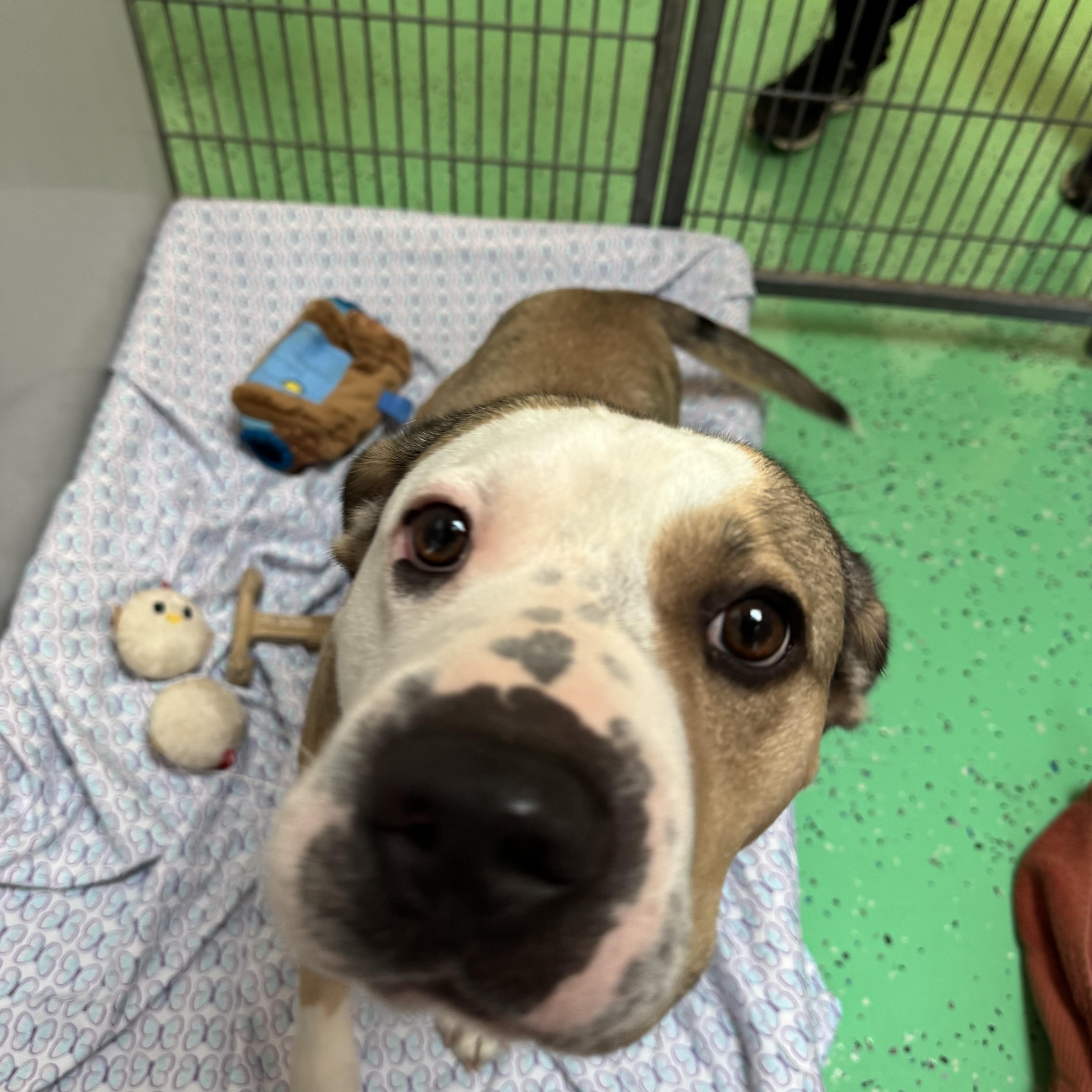 Enlarge Kaiser, a Adoptable mixed breed in Southold, NY image 2/2