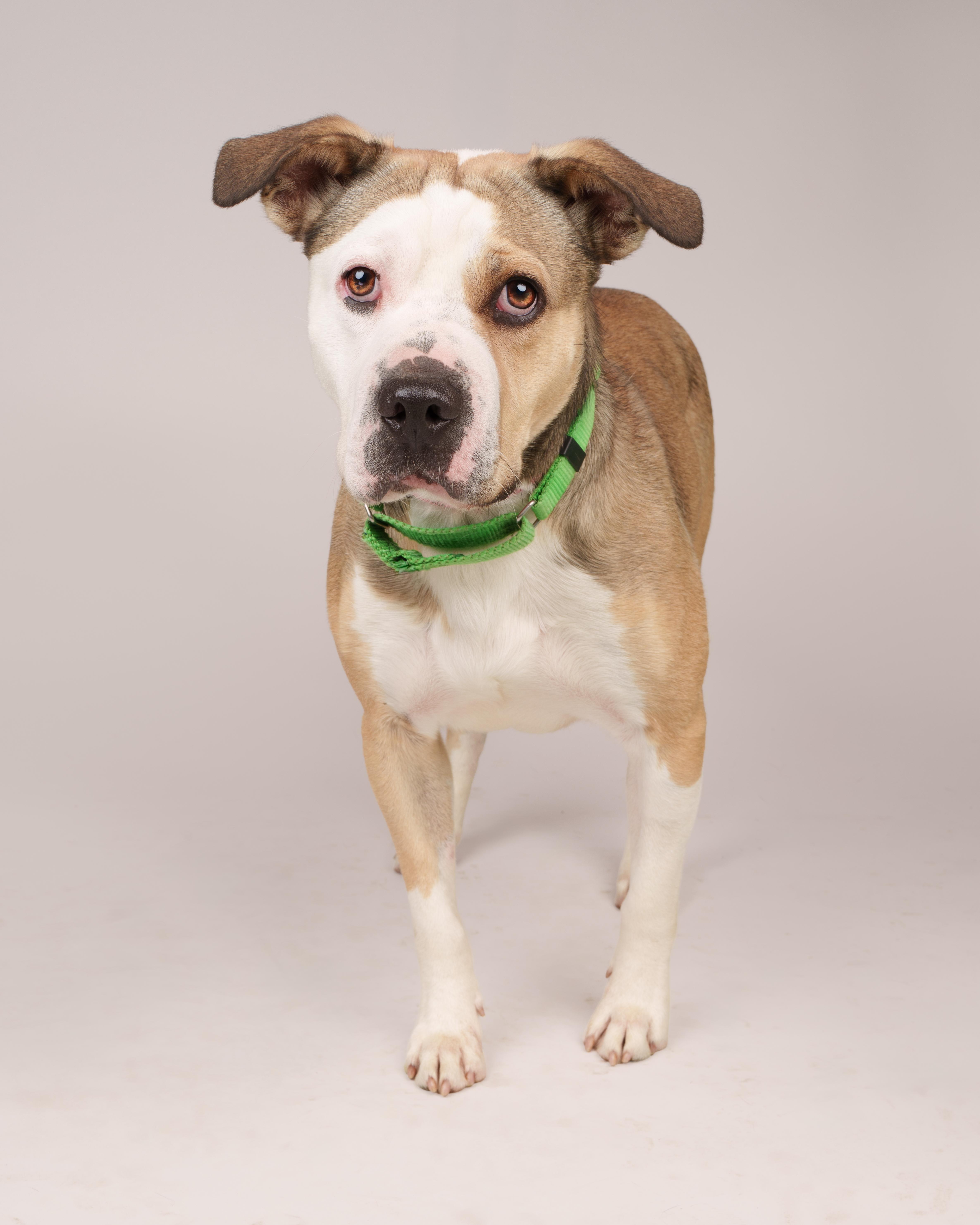 Kaiser, Adoptable, Young Male Terrier.