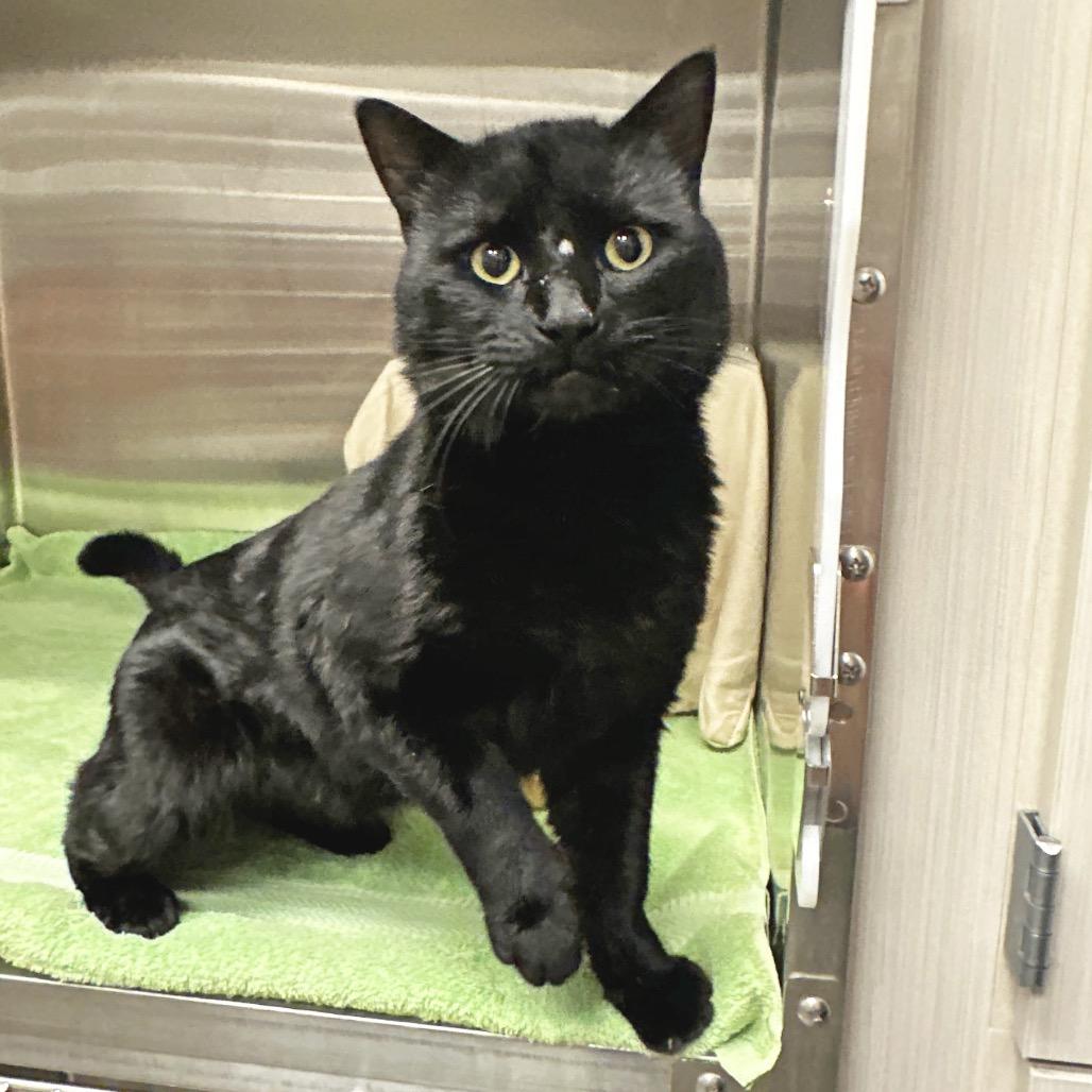 Enlarge Monday, a Adoptable Domestic Short Hair in Hailey, ID image 2/5