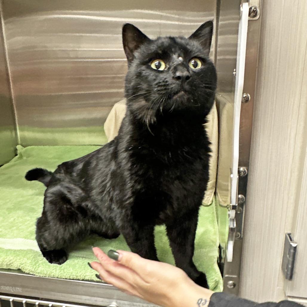 Enlarge Monday, a Adoptable Domestic Short Hair in Hailey, ID image 3/5