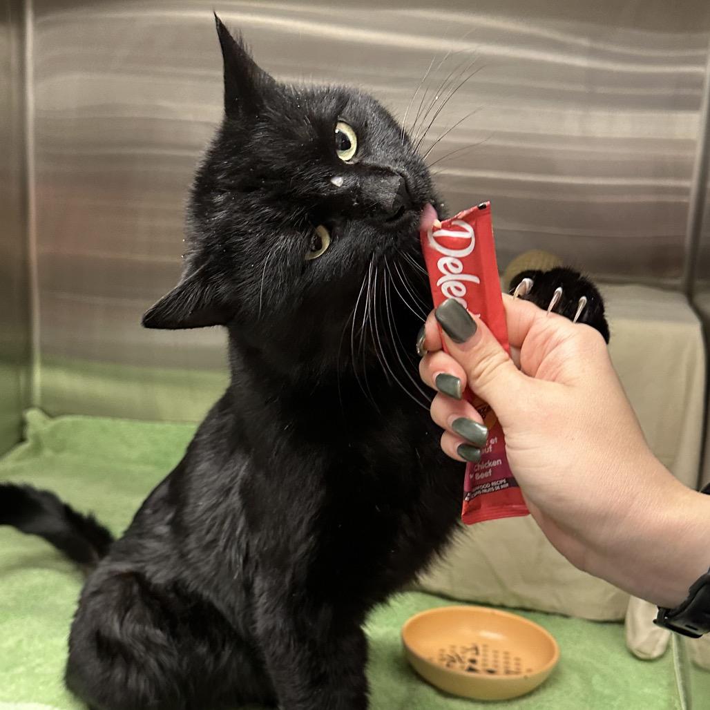 Enlarge Monday, a Adoptable Domestic Short Hair in Hailey, ID image 4/5