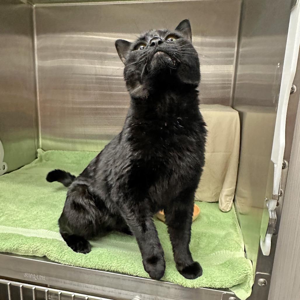 Enlarge Monday, a Adoptable Domestic Short Hair in Hailey, ID image 5/5