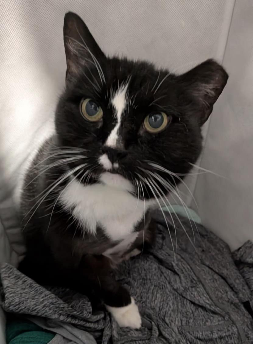 Laundromat, a Adoptable Domestic Short Hair in Alexandria, VA image 2/6