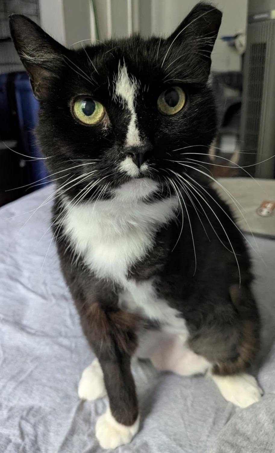 Laundromat, a Adoptable Domestic Short Hair in Alexandria, VA image 3/6