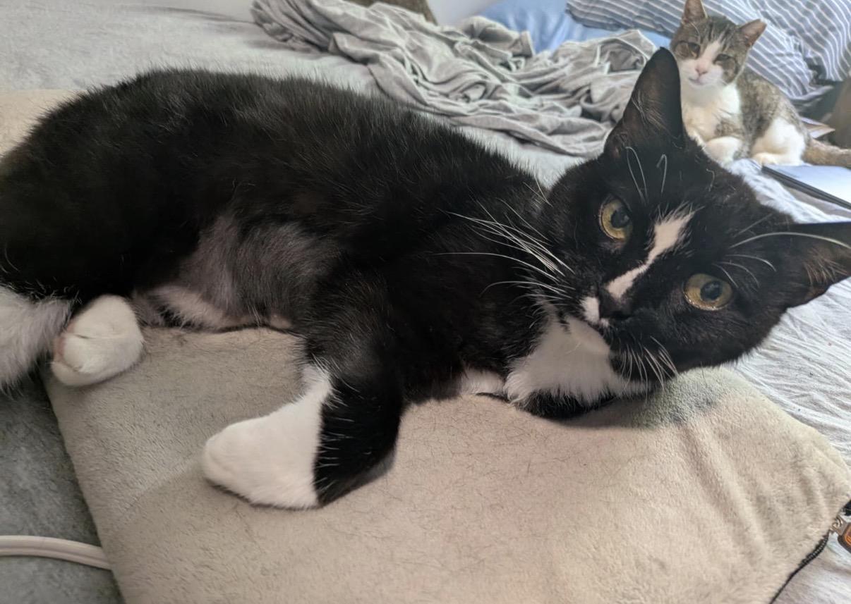 Laundromat, a Adoptable Domestic Short Hair in Alexandria, VA image 4/6