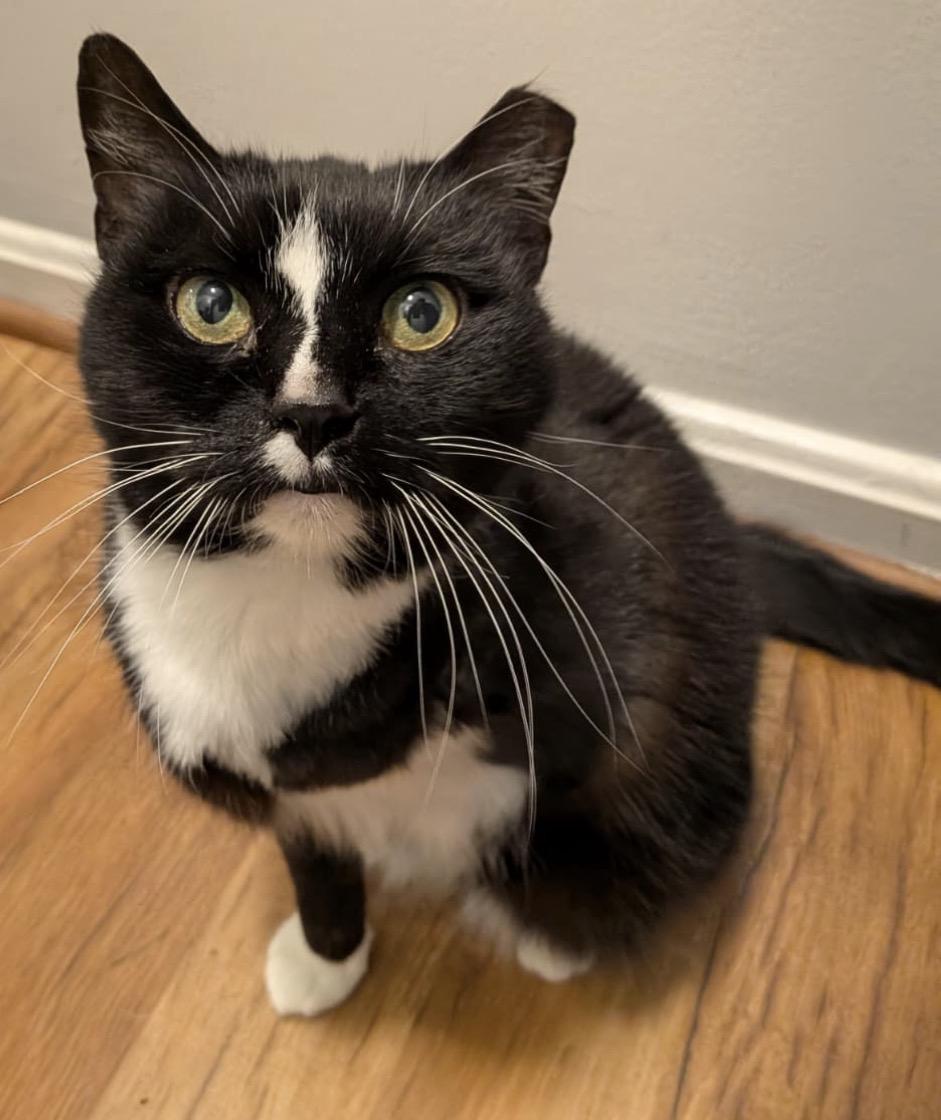 Laundromat, Adoptable, Senior Female Domestic Short Hair.