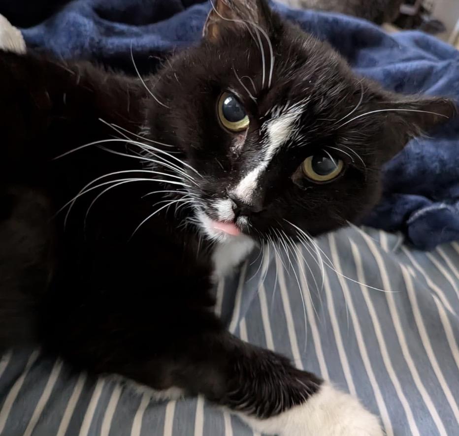 Laundromat, a Adoptable Domestic Short Hair in Alexandria, VA image 6/6