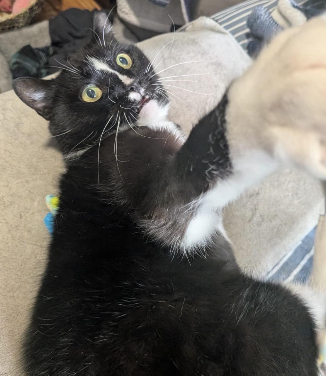 Laundromat, a Adoptable Domestic Short Hair in Alexandria, VA image 5/6