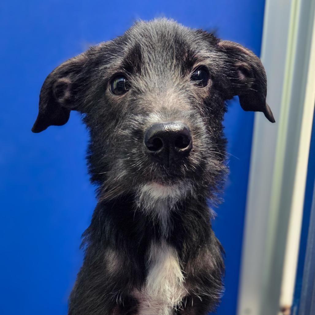 Heidi, Adoptable, Puppy Female Terrier.