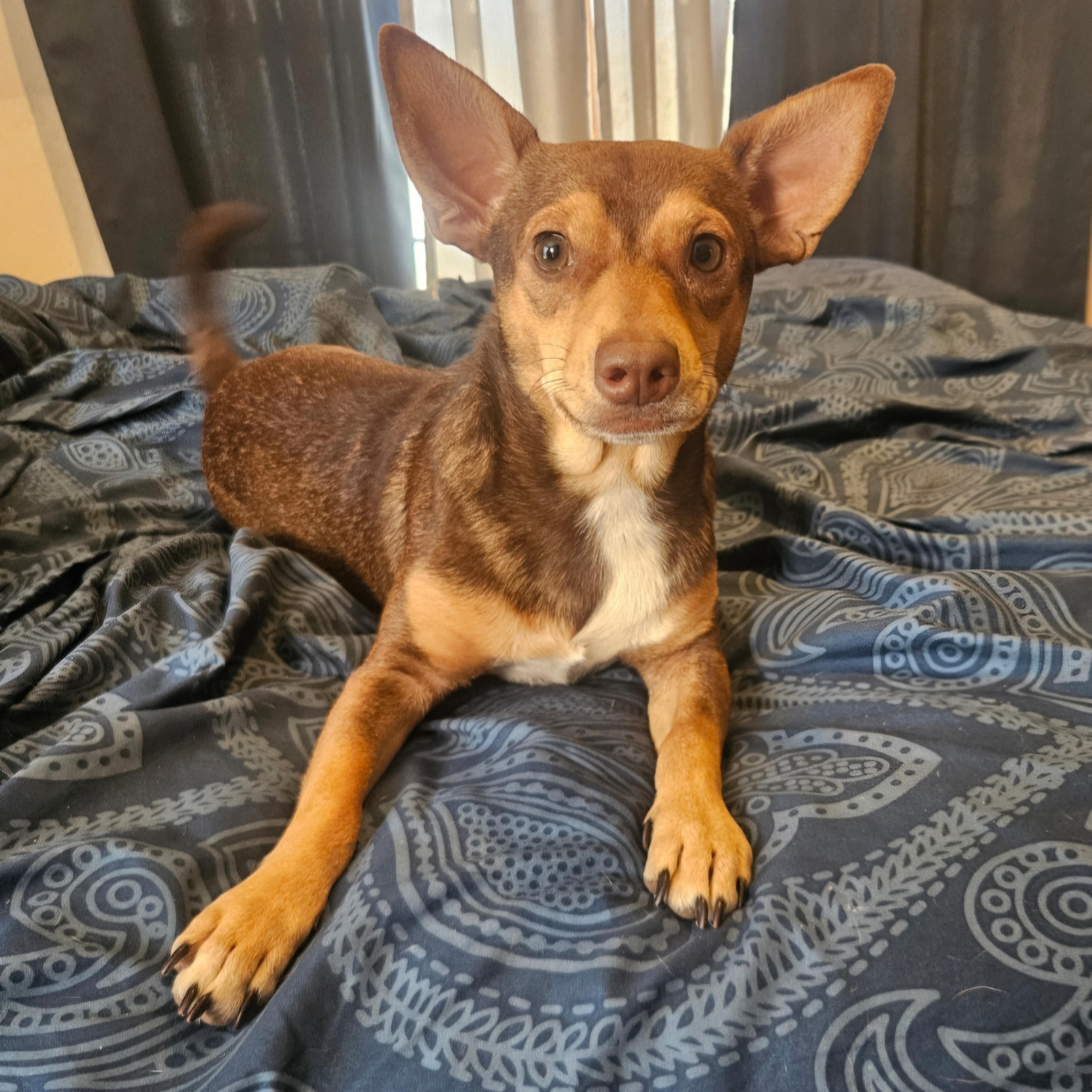 Zeus, adopted, Adult Male Chihuahua & Mixed Breed.