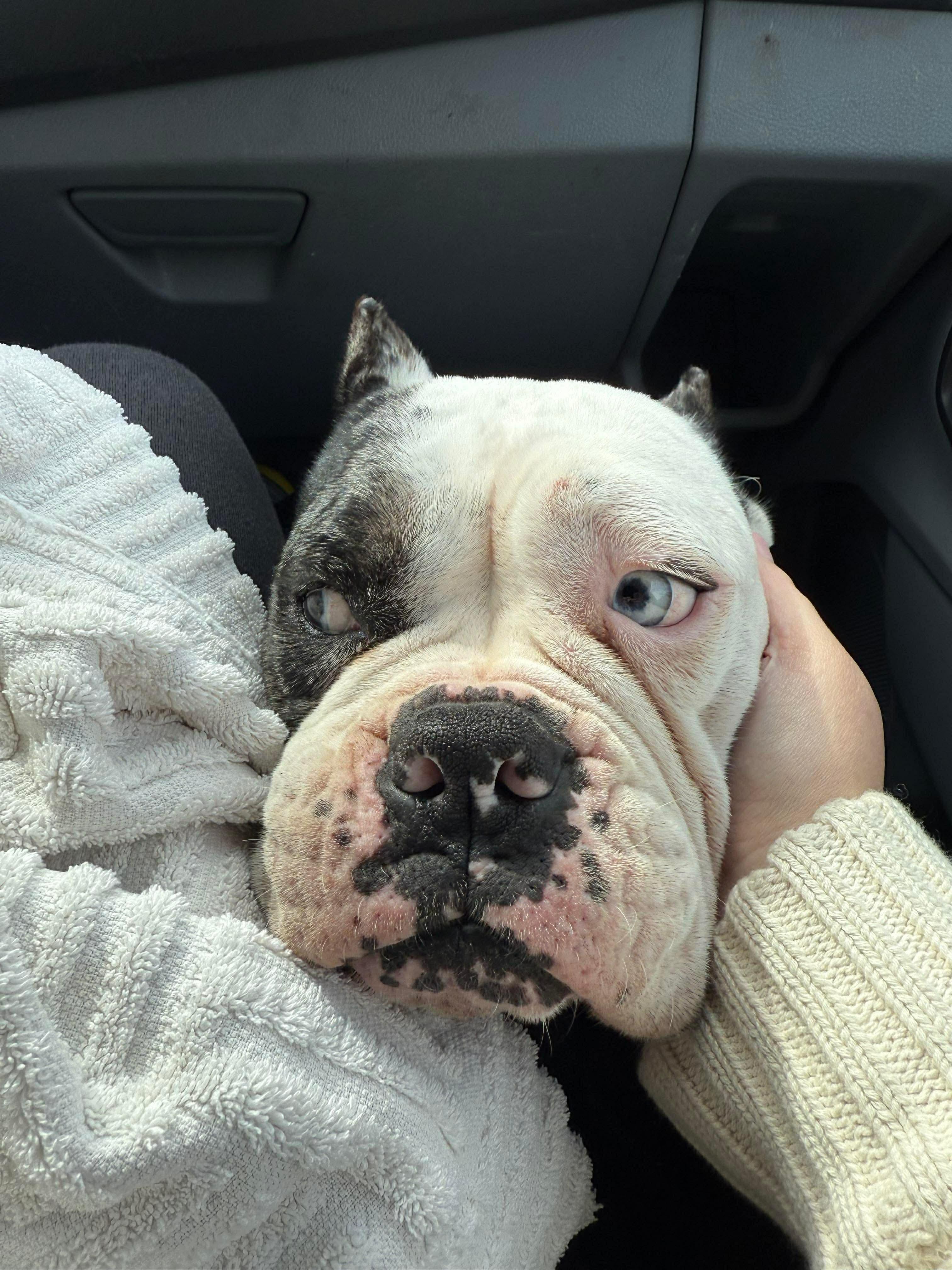 Enlarge Fiona, a ADOPTABLE Pit Bull Terrier in Cary, NC image 3/4