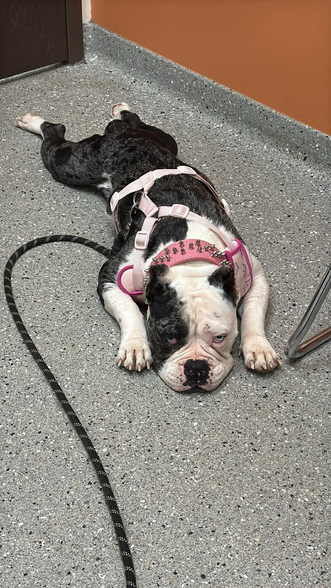 Fiona, ADOPTABLE, Young Female Pit Bull Terrier.