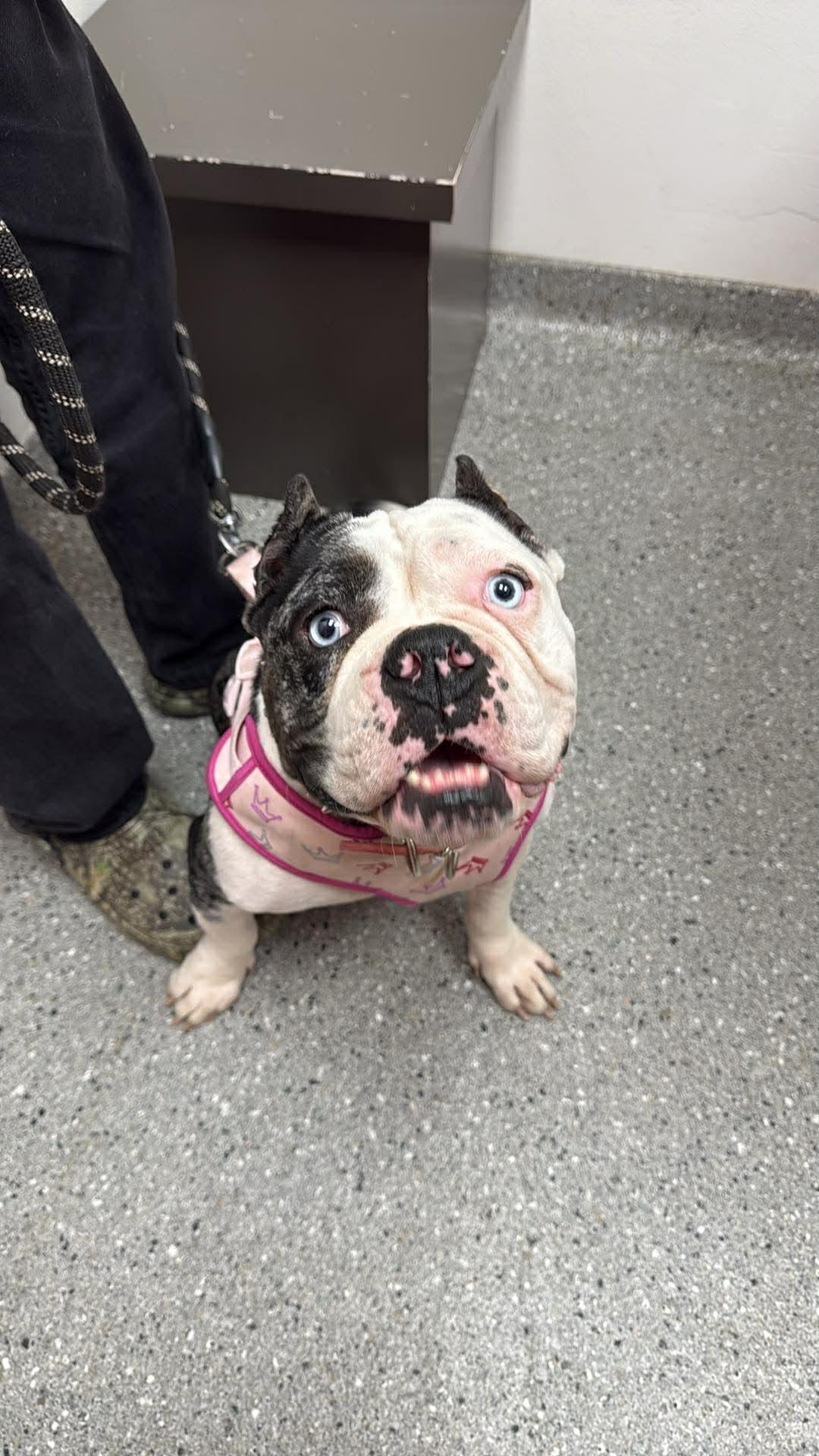 Enlarge Fiona, a ADOPTABLE Pit Bull Terrier in Cary, NC image 2/4