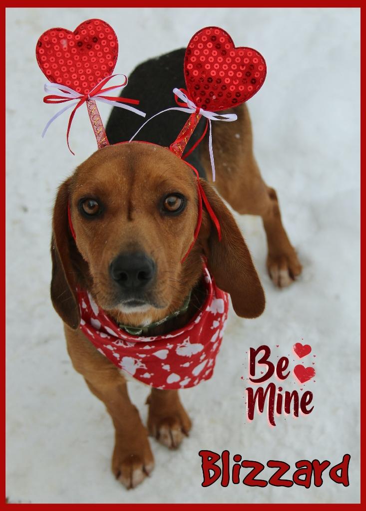 Blizzard, adopted, Young Male Beagle.