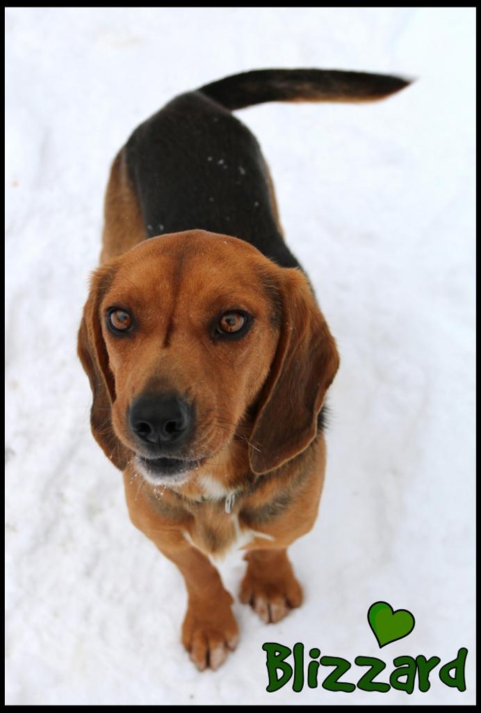 Enlarge Blizzard, a ADOPTABLE Beagle in Shippenville, PA image 2/6