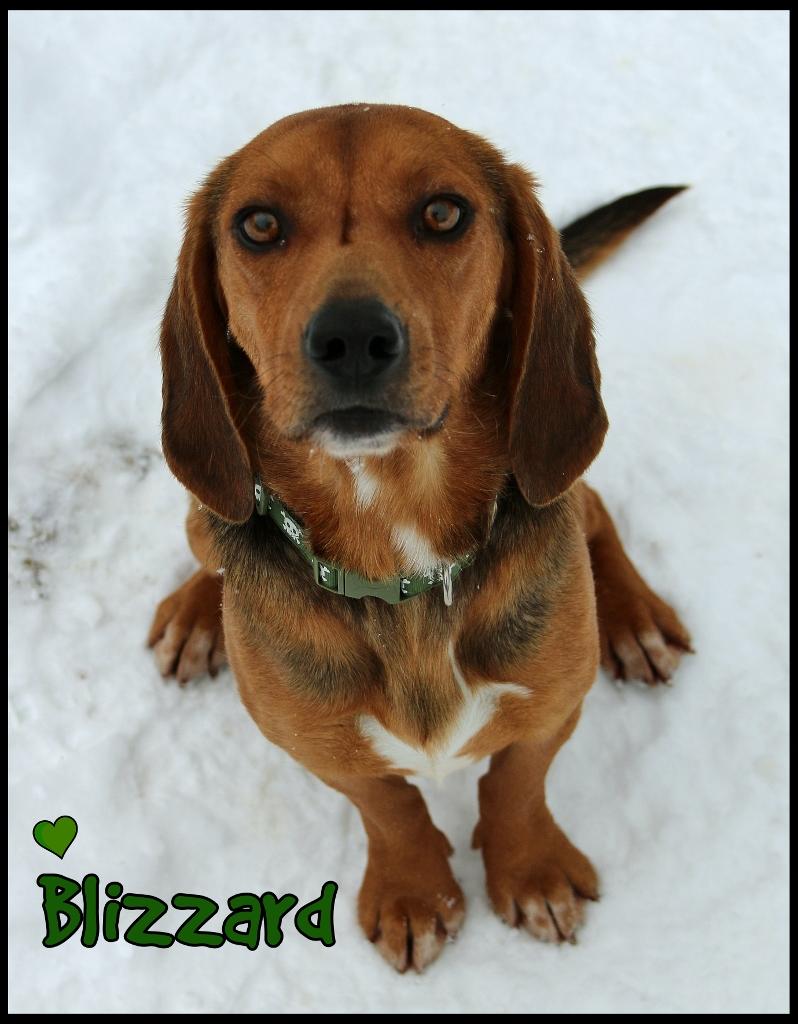 Enlarge Blizzard, a ADOPTABLE Beagle in Shippenville, PA image 4/6