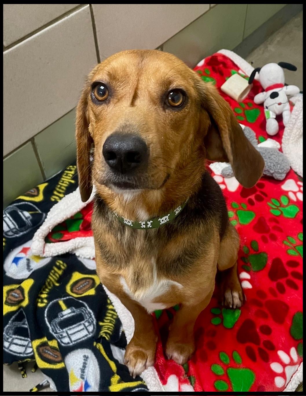 Enlarge Blizzard, a ADOPTABLE Beagle in Shippenville, PA image 5/6