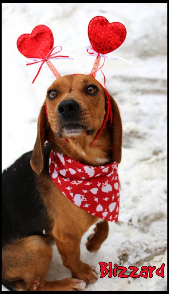Enlarge Blizzard, a ADOPTABLE Beagle in Shippenville, PA image 6/6