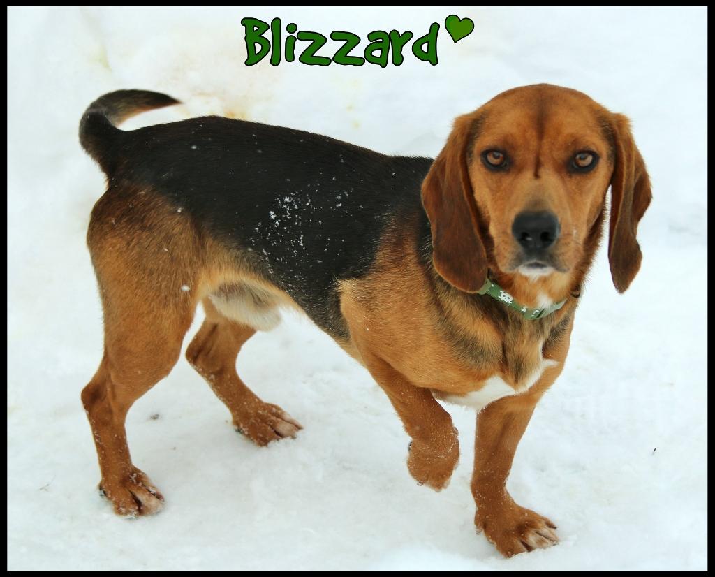 Enlarge Blizzard, a ADOPTABLE Beagle in Shippenville, PA image 3/6