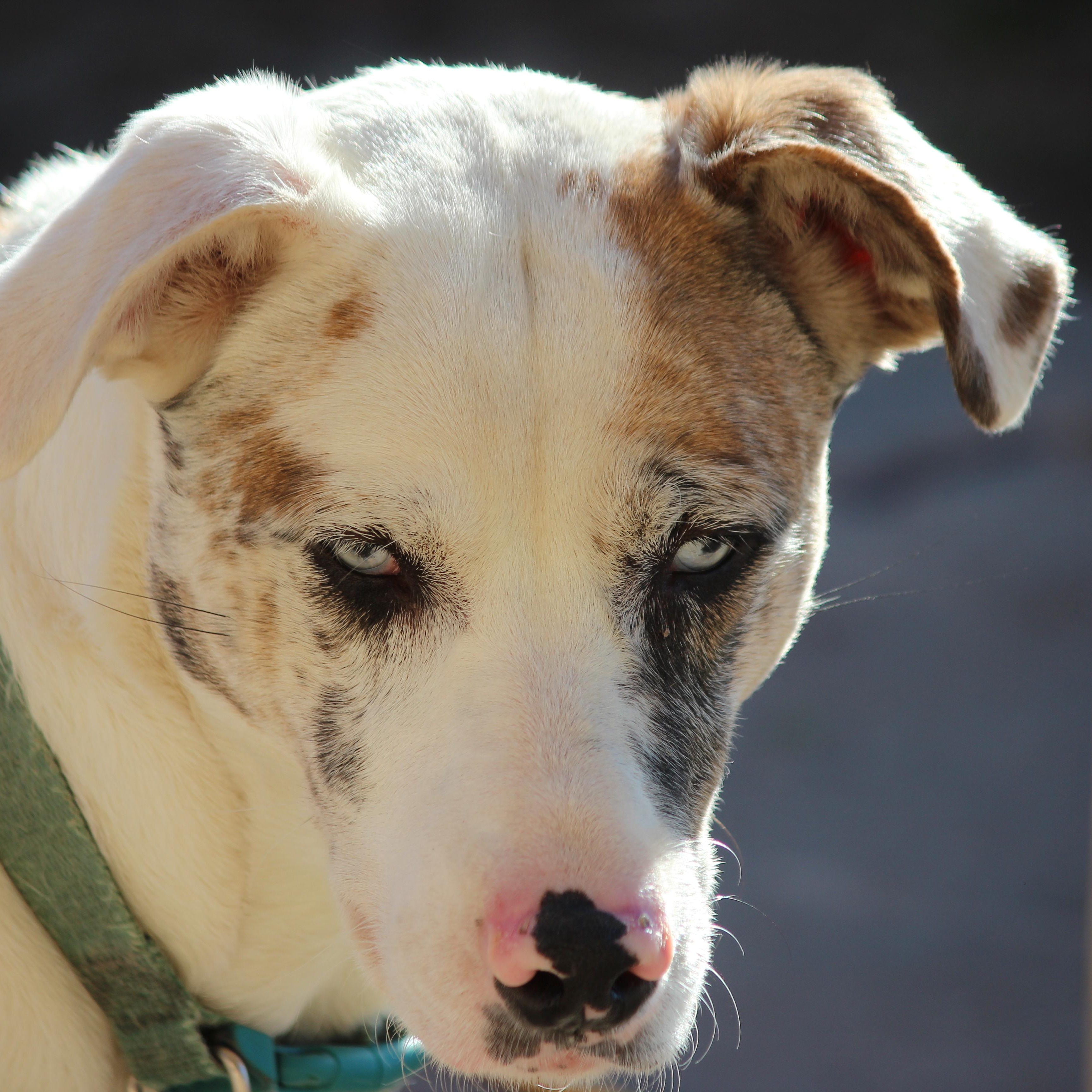 Bella, a Adoptable Catahoula Leopard Dog in Pittsburgh, PA image 2/5