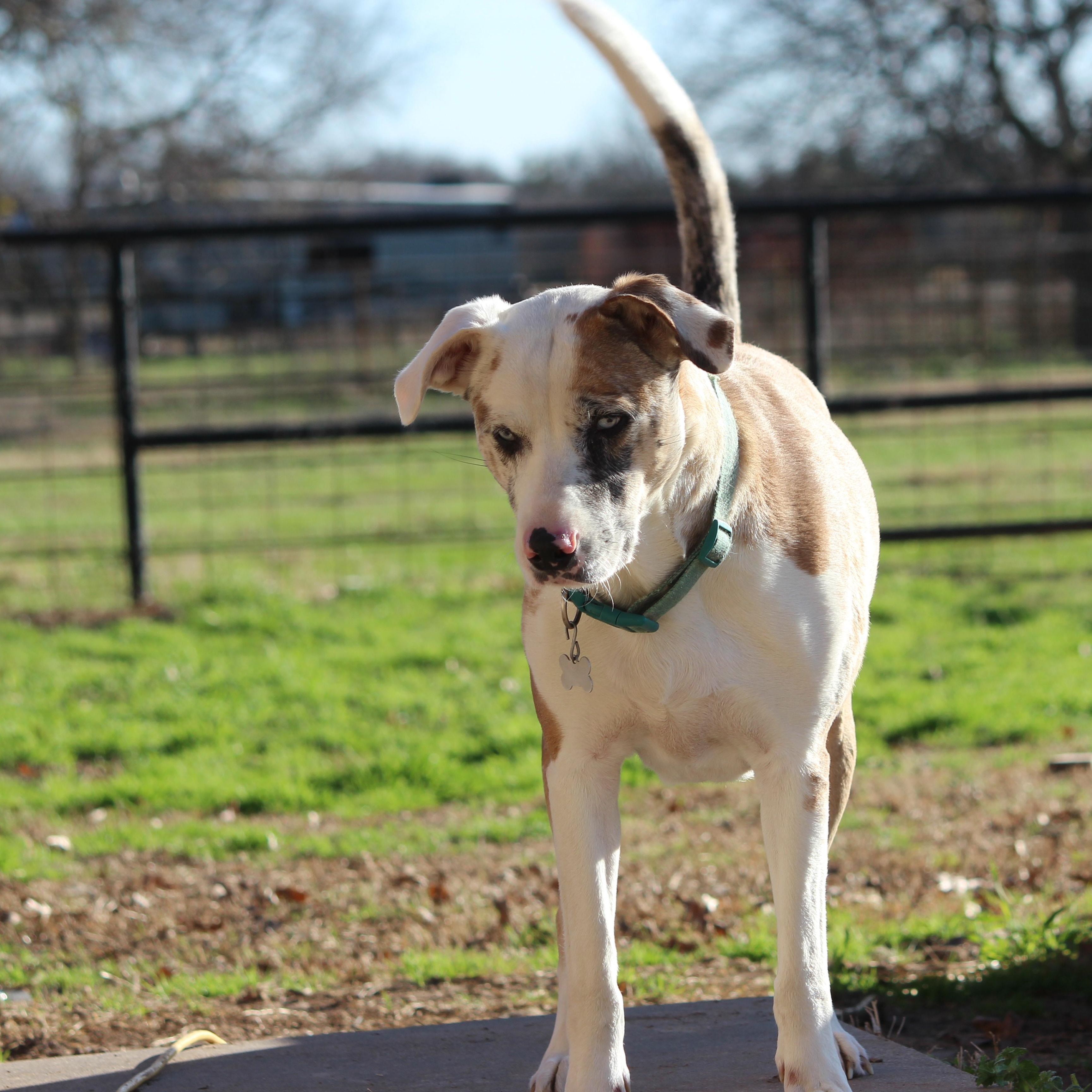 Bella, a Adoptable Catahoula Leopard Dog in Pittsburgh, PA image 1/5