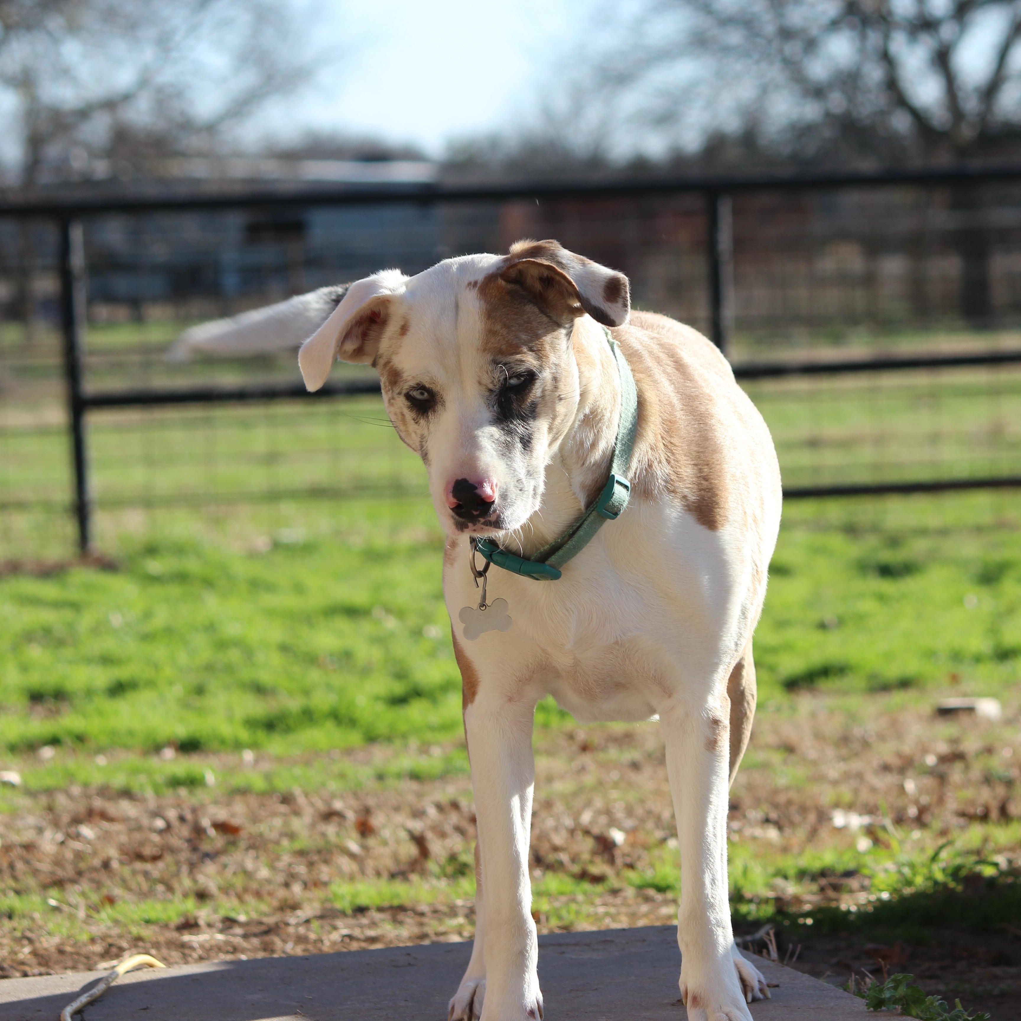 Bella, a Adoptable Catahoula Leopard Dog in Pittsburgh, PA image 3/5