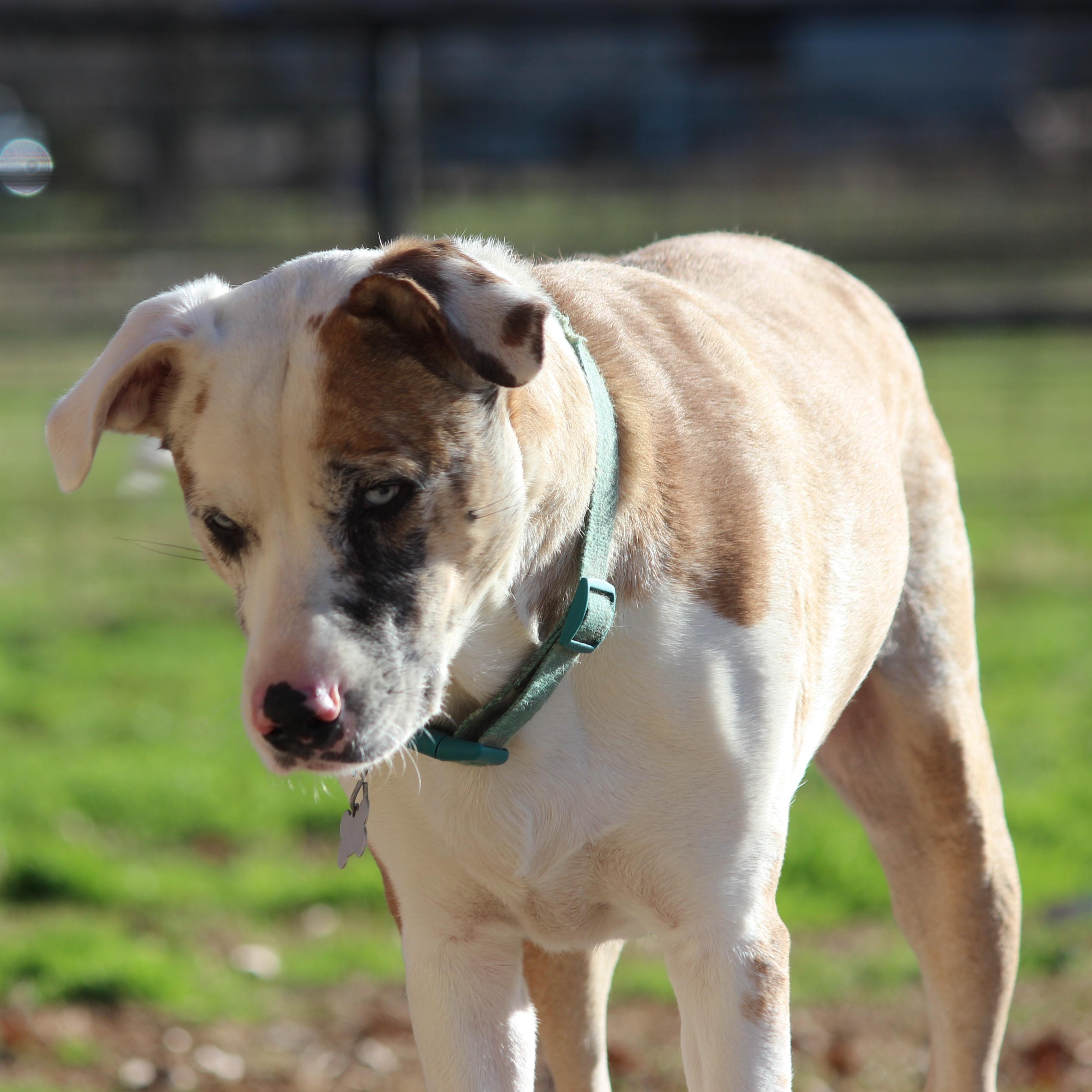Bella, a Adoptable Catahoula Leopard Dog in Pittsburgh, PA image 4/5