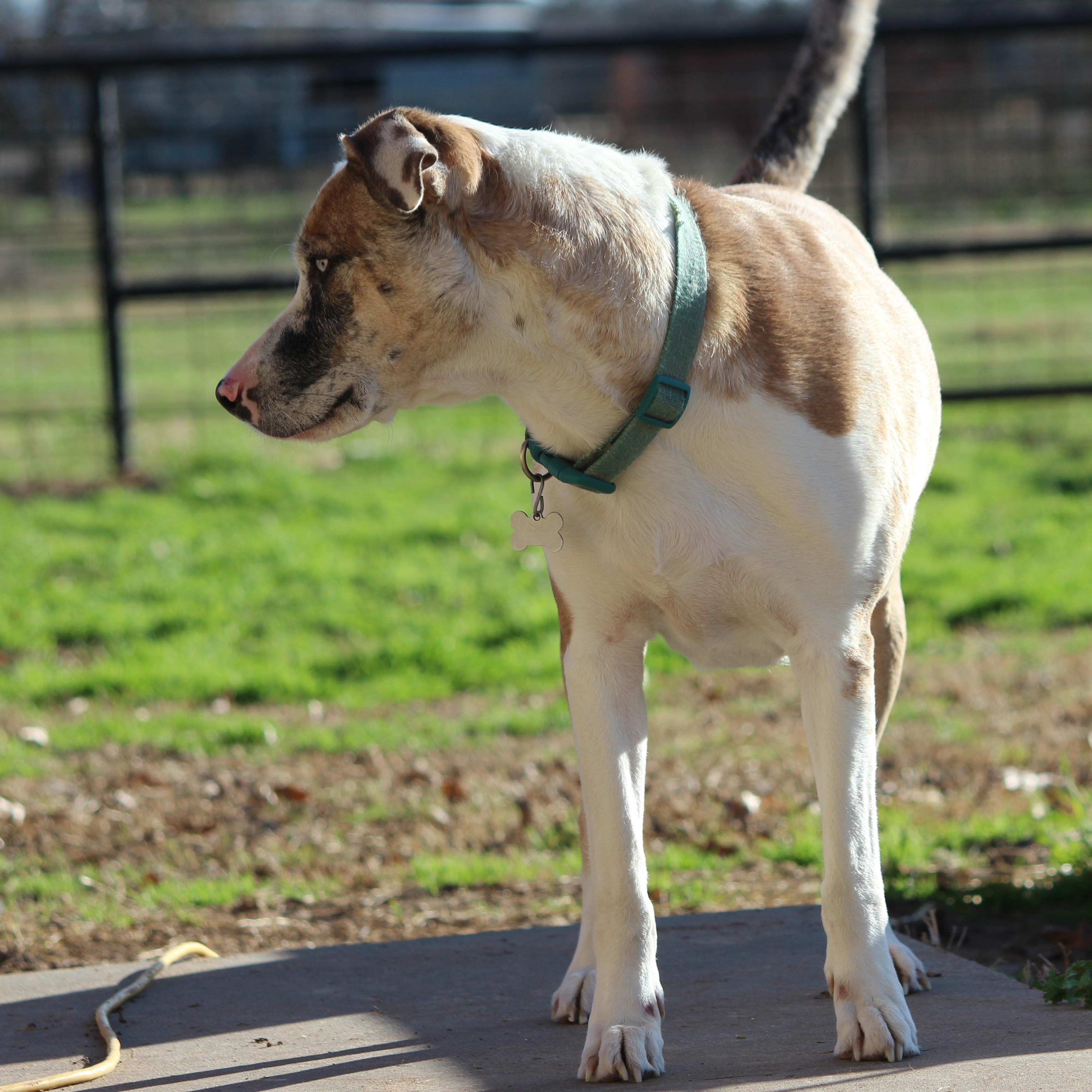 Bella, a Adoptable Catahoula Leopard Dog in Pittsburgh, PA image 5/5
