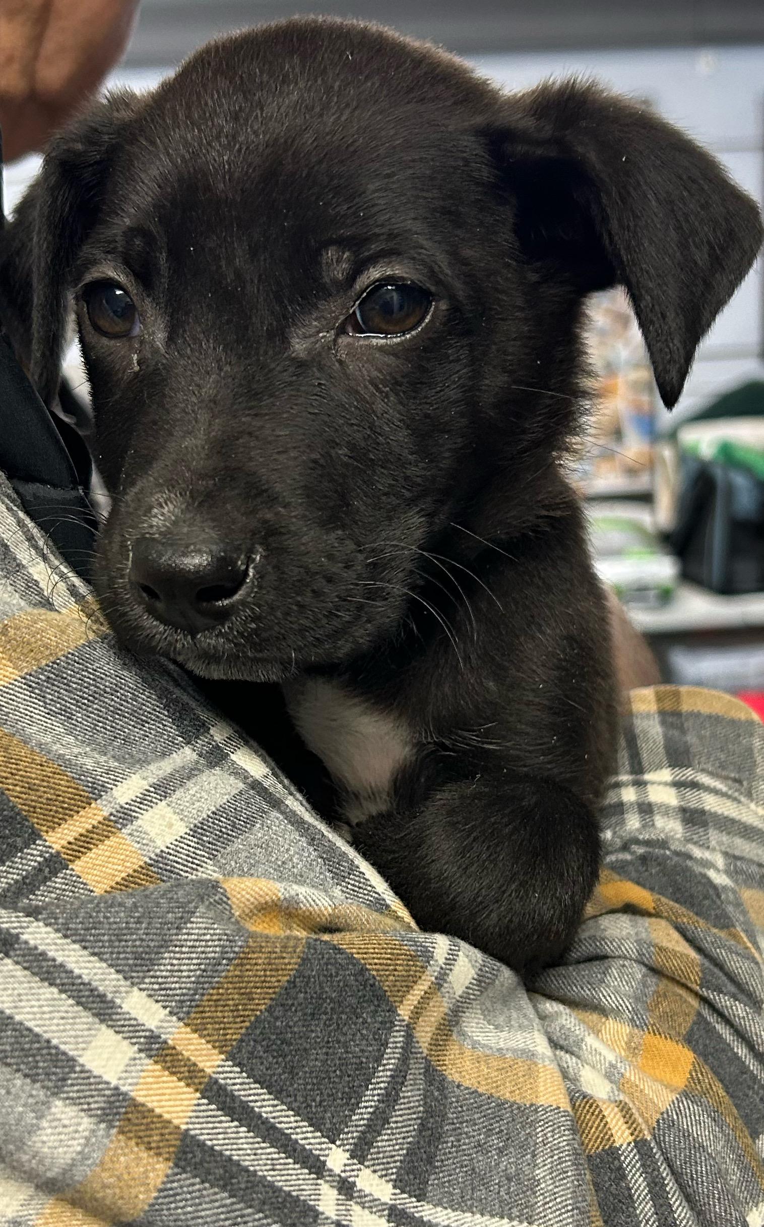 Darla, Adoptable, Puppy Female Boxer.