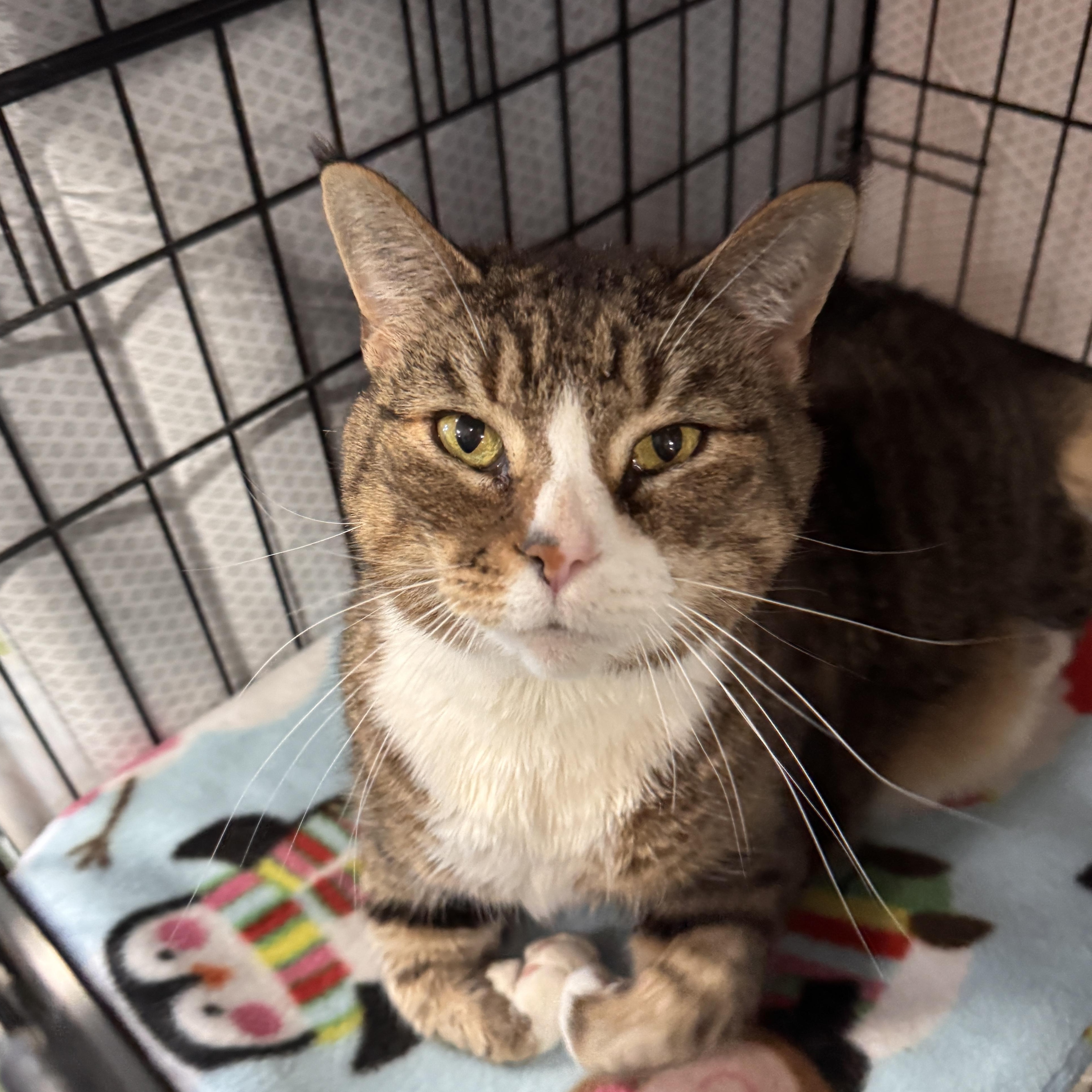 Embers, adopted, Adult Female Domestic Short Hair.