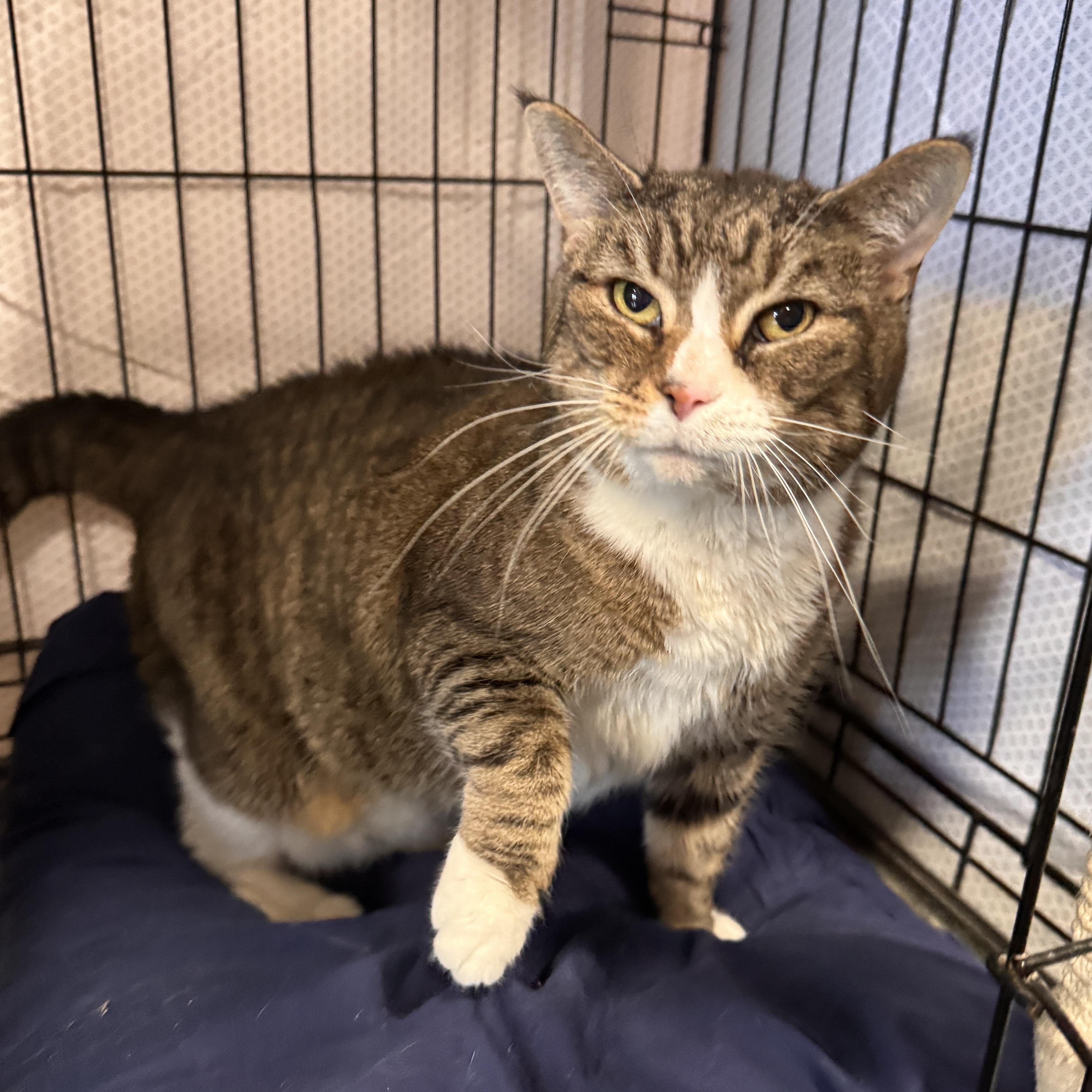 Enlarge Embers, an adopted Domestic Short Hair in Mokena, IL image 2/4