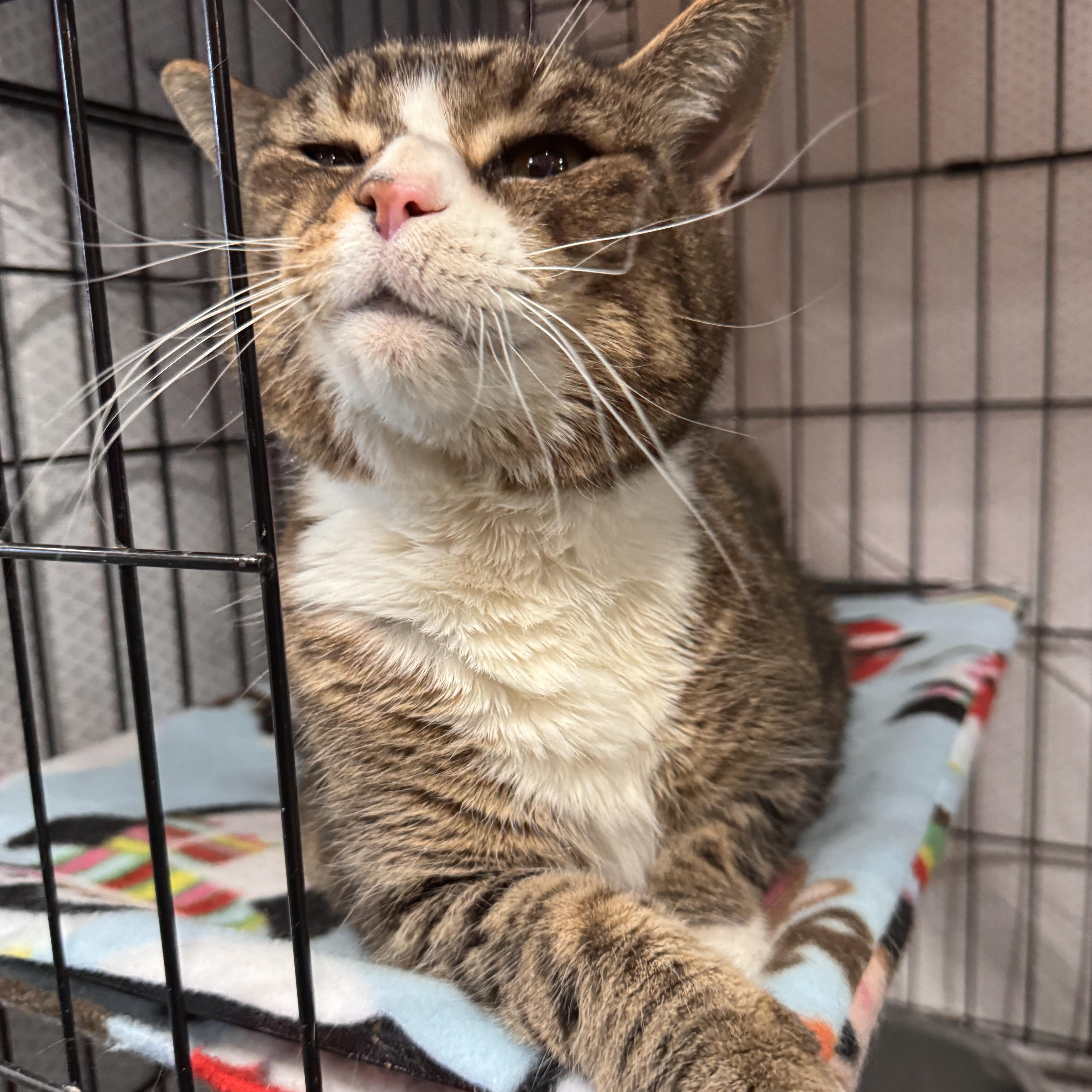 Enlarge Embers, an adopted Domestic Short Hair in Mokena, IL image 4/4