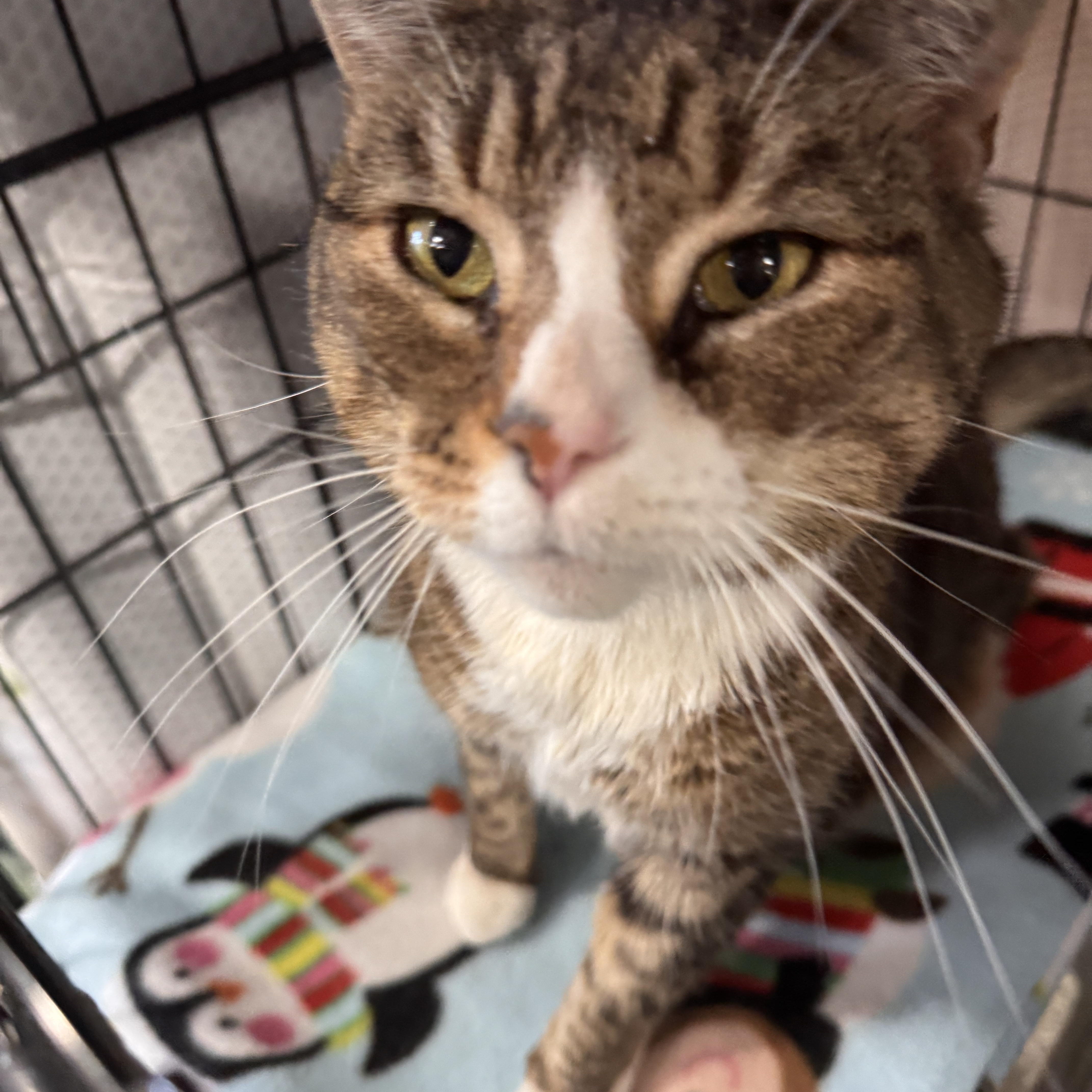 Enlarge Embers, an adopted Domestic Short Hair in Mokena, IL image 3/4