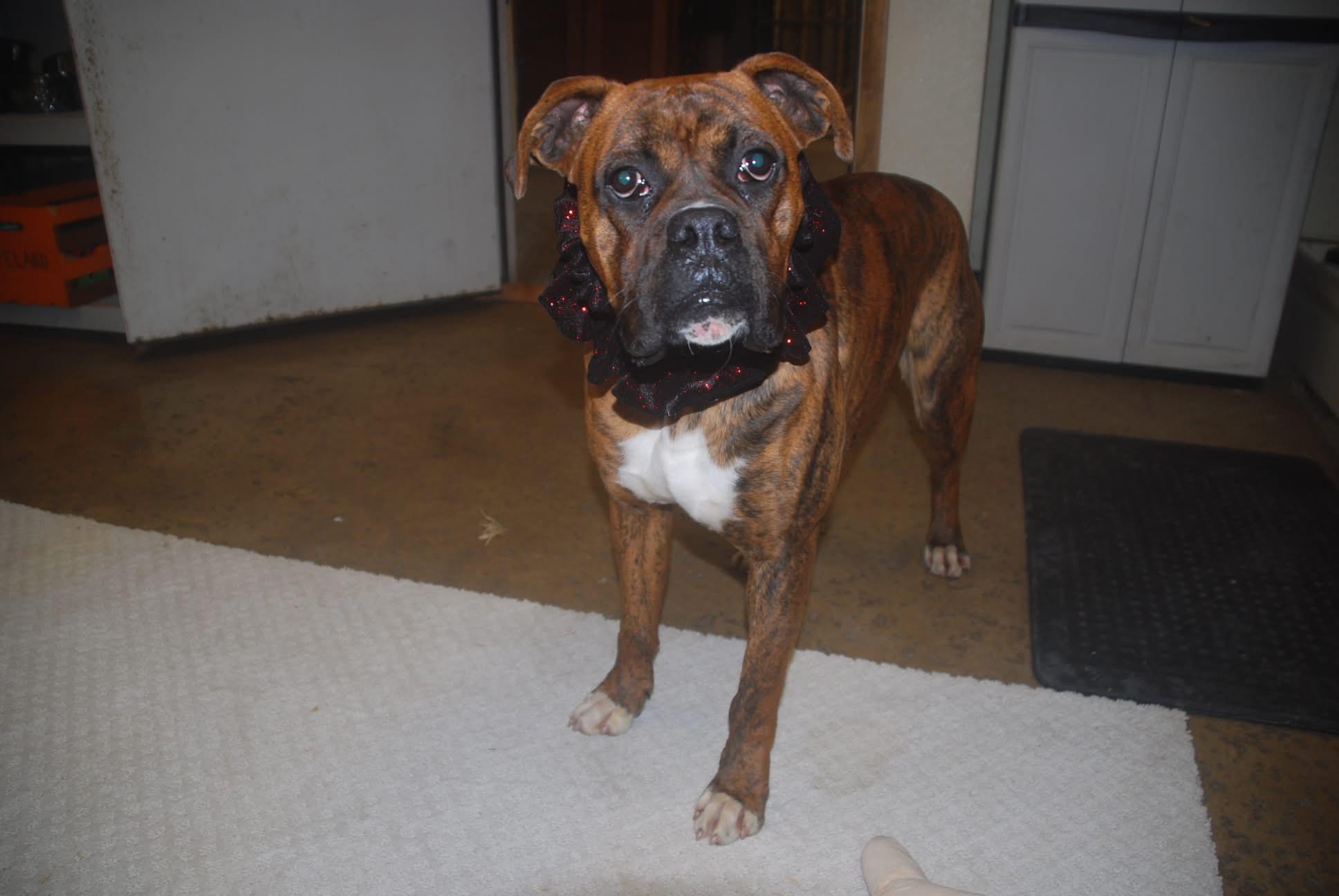 Goul, ADOPTABLE, Young Male Boxer.